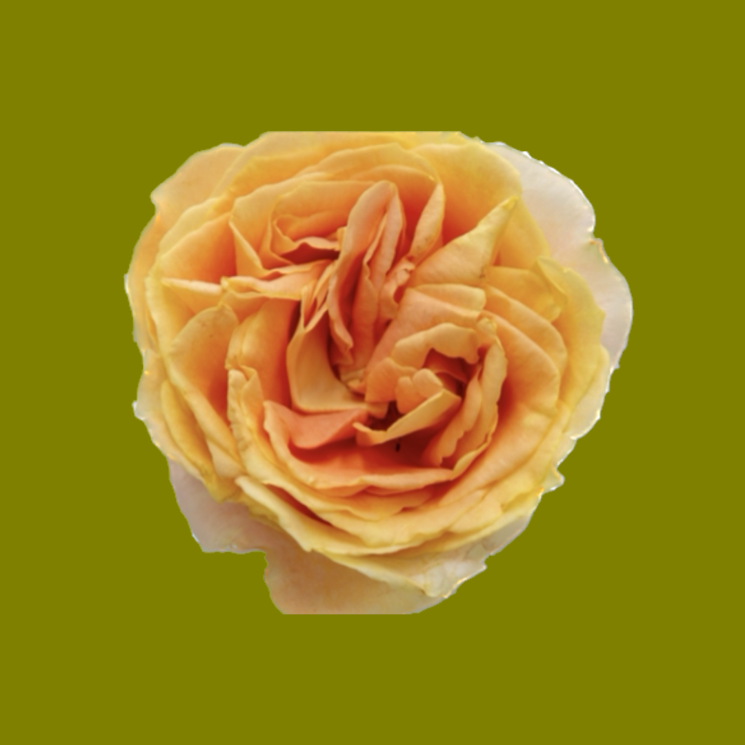 APRICOT SWIRL