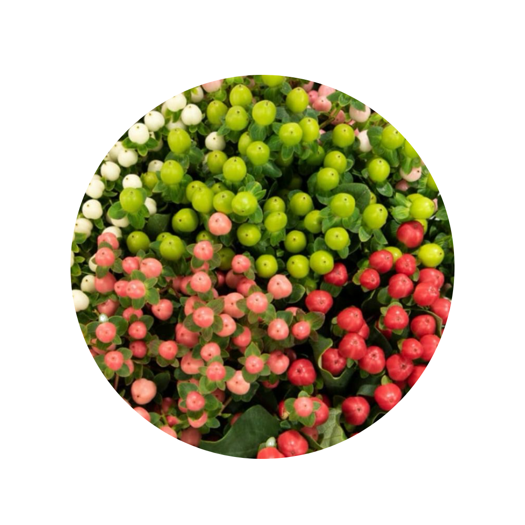 HYPERICUM BERRIES