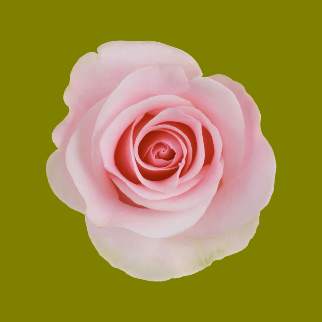 BELLAROSE 