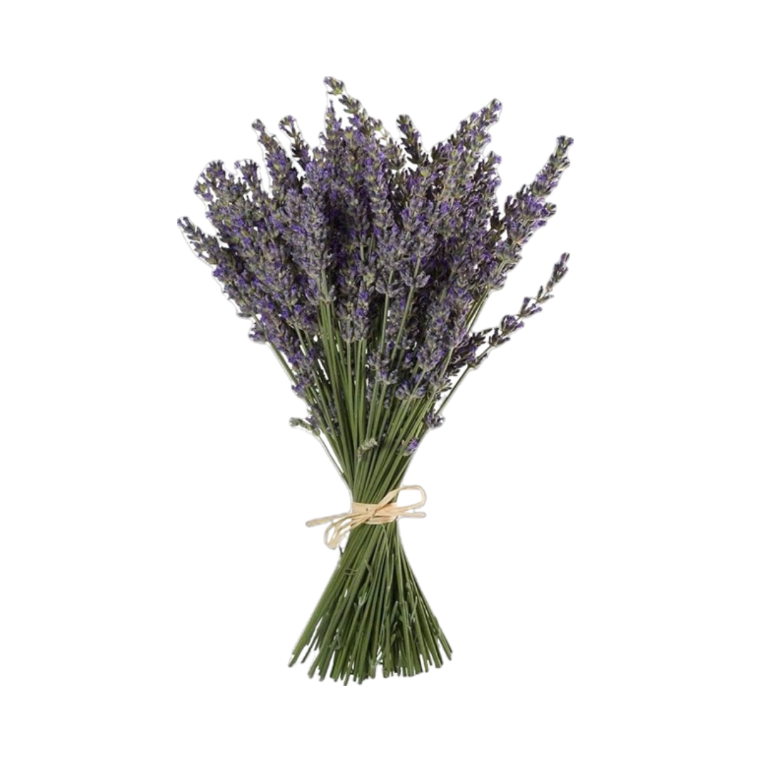 LAVENDER LIMONIUM