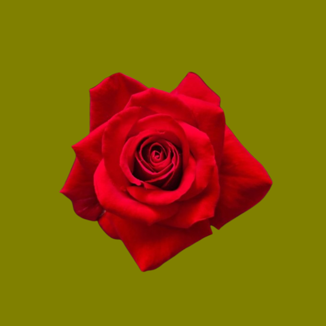 EVER RED