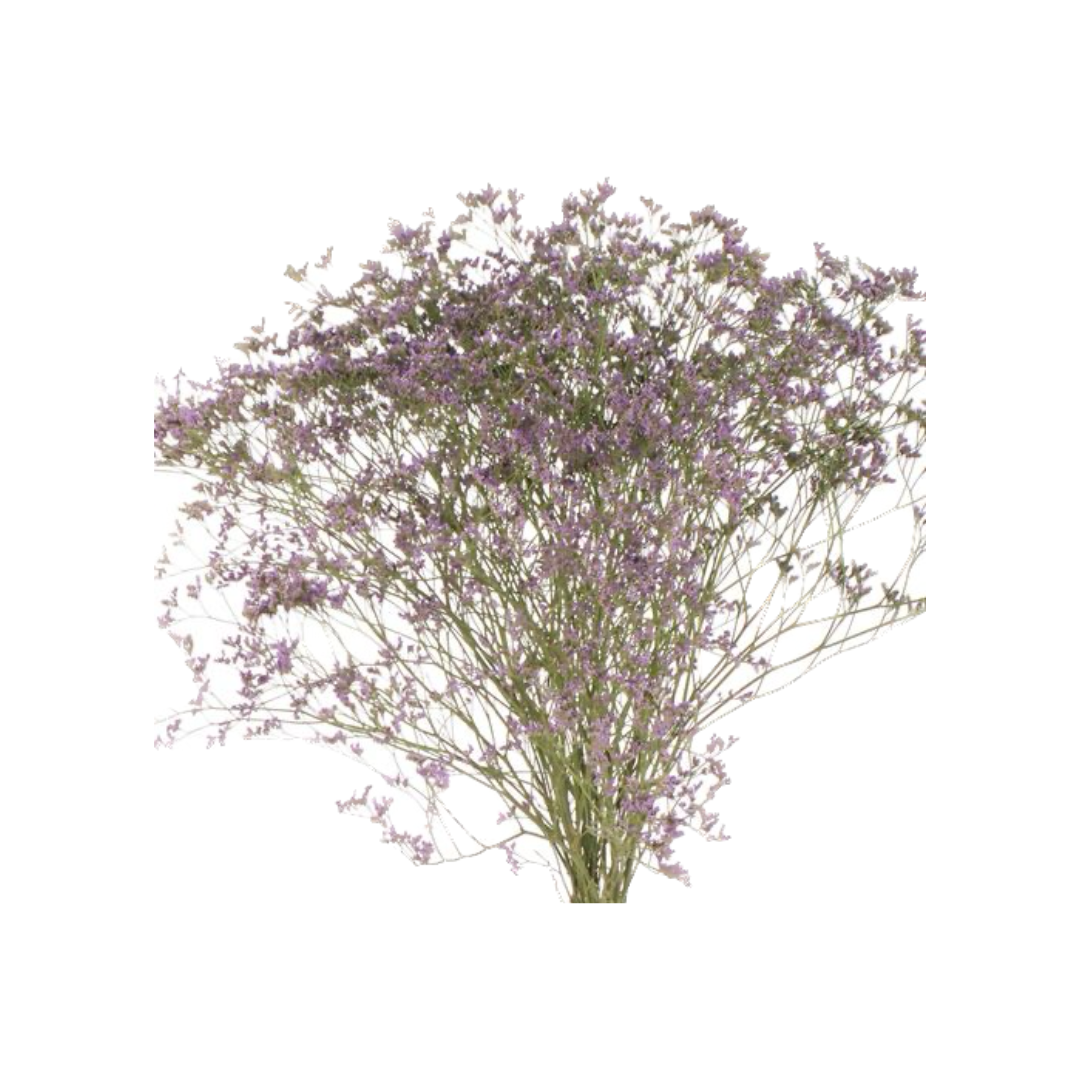MISTY BLUE LIMONIUM