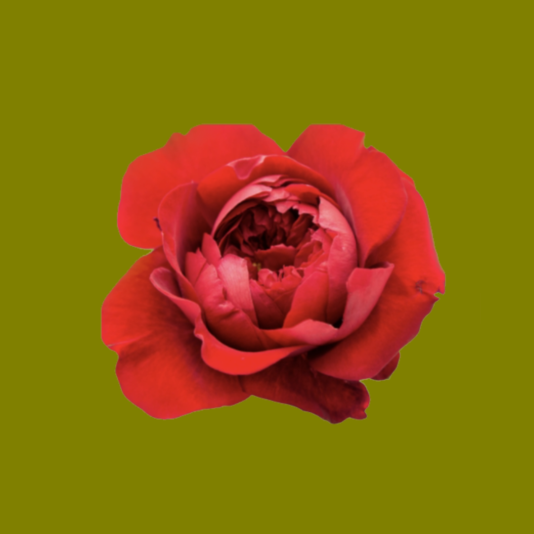 PEONY RED