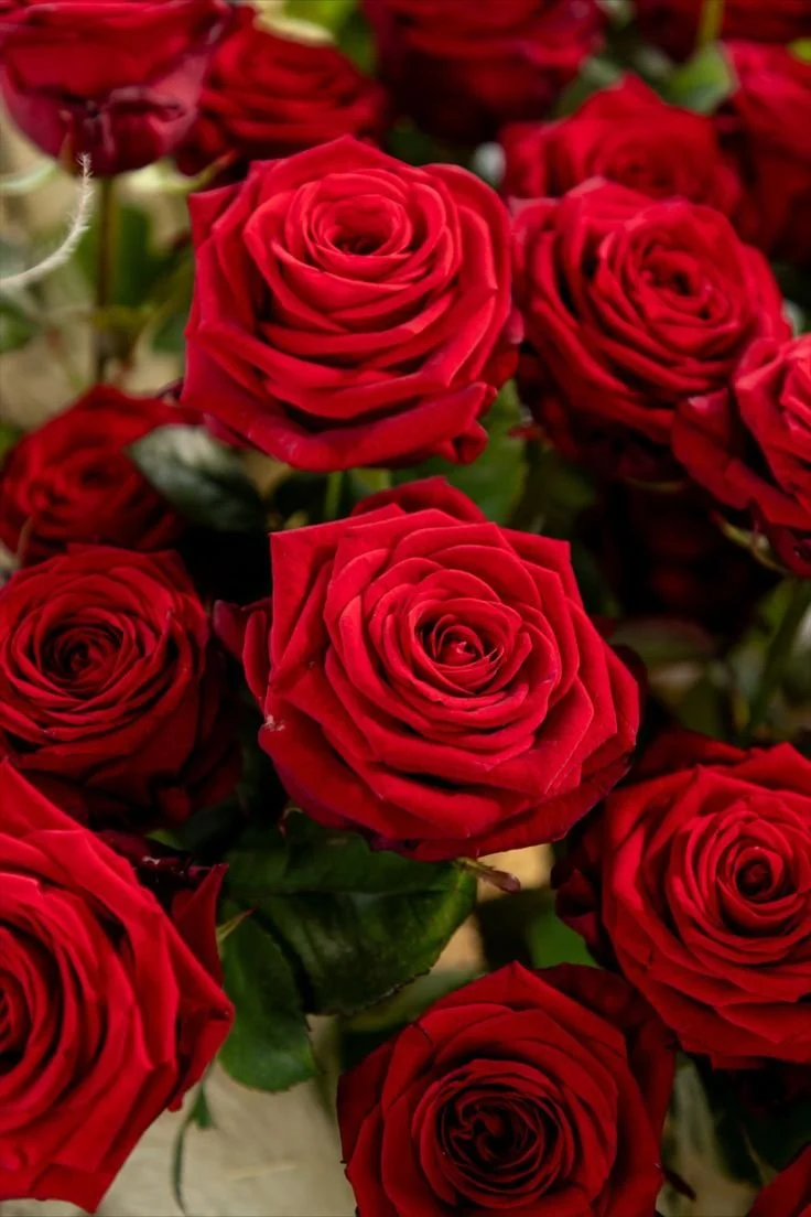 Flora Mi Roses
