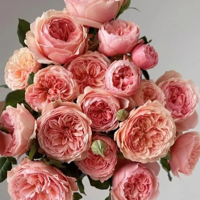 Garden Scented Roses