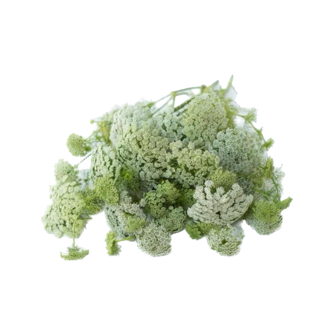 AMMI FLOWER