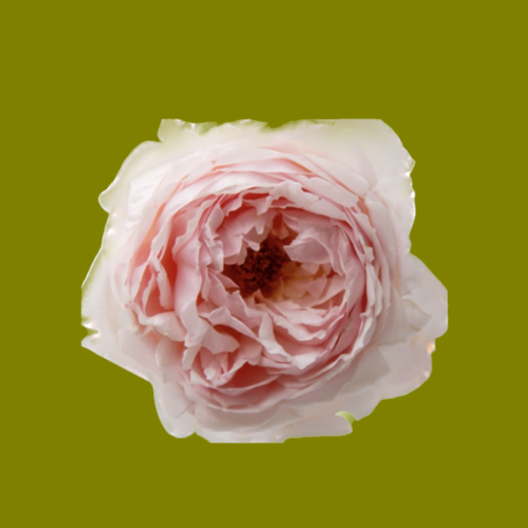 PEONY PINK