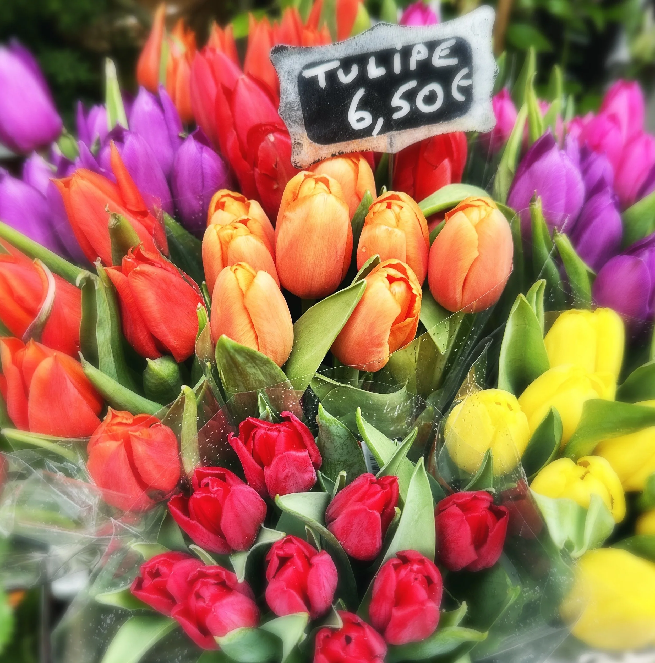 Colorful tulips in shades of purple, orange, red, and yellow for sale at a market, with a price sign indicating 6.50 Euros per bunch.