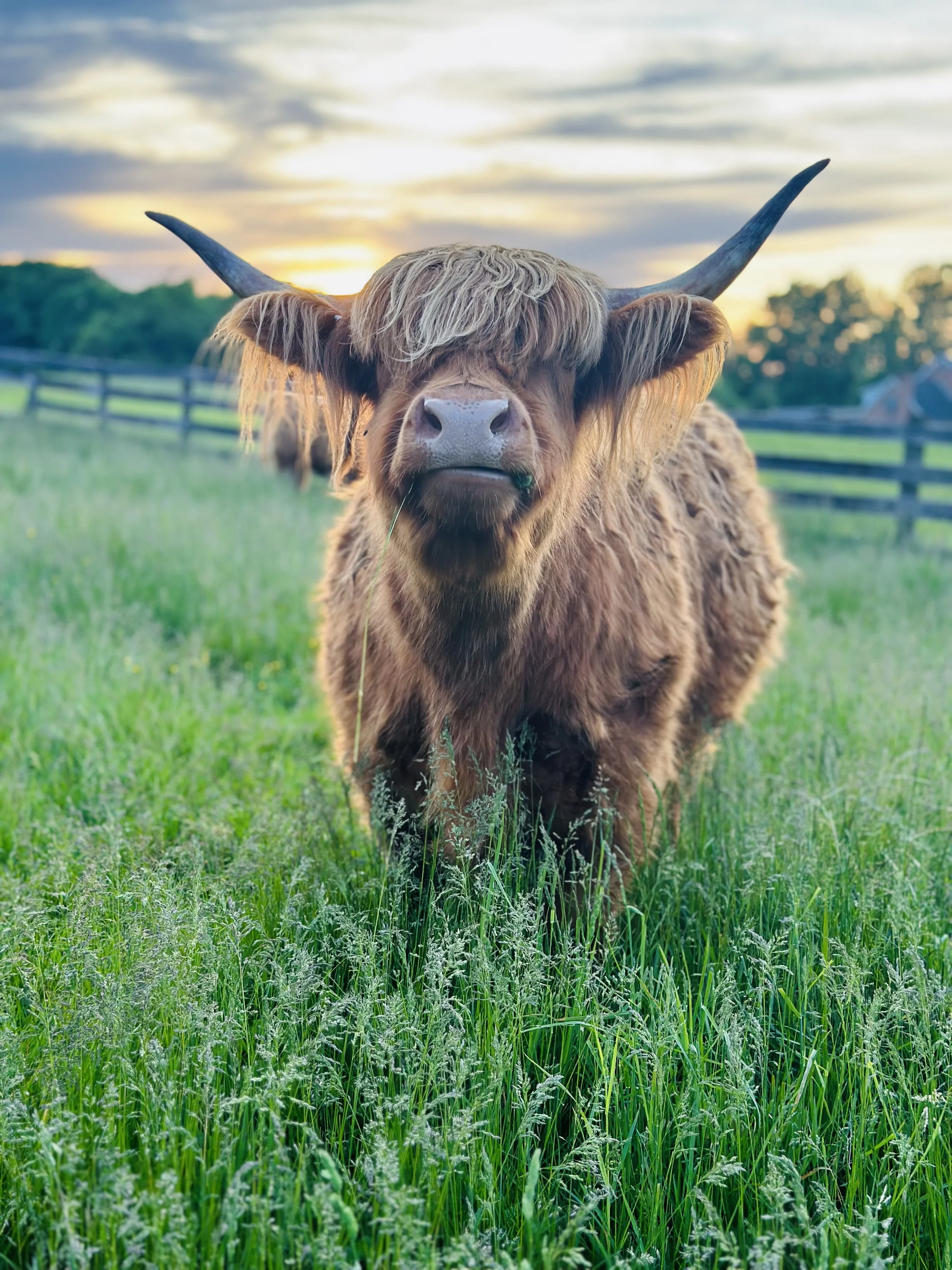 Highland (Merida) at sunset