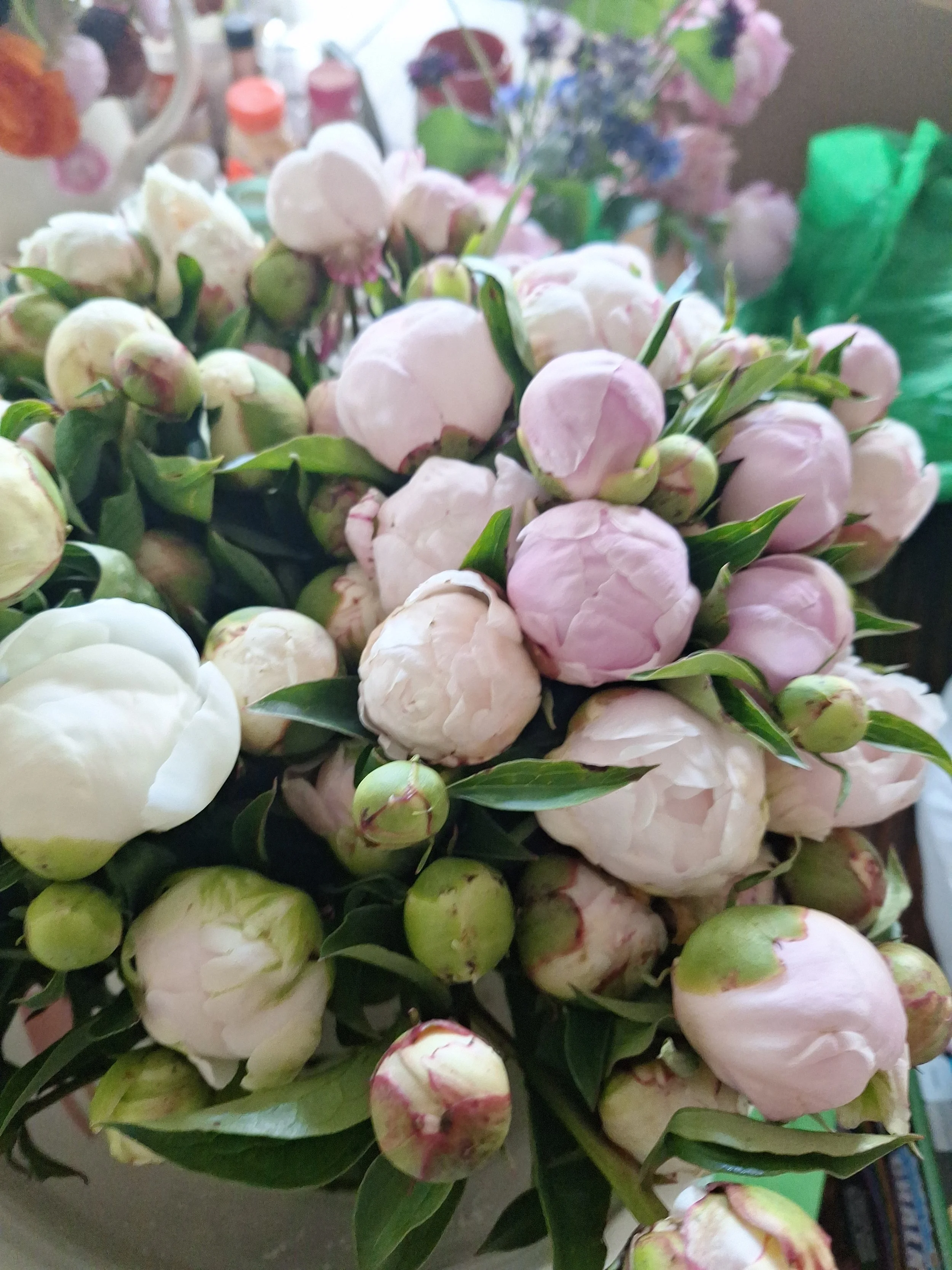 Close-up of a bouquet of pink and white peony flowers with green leaves.