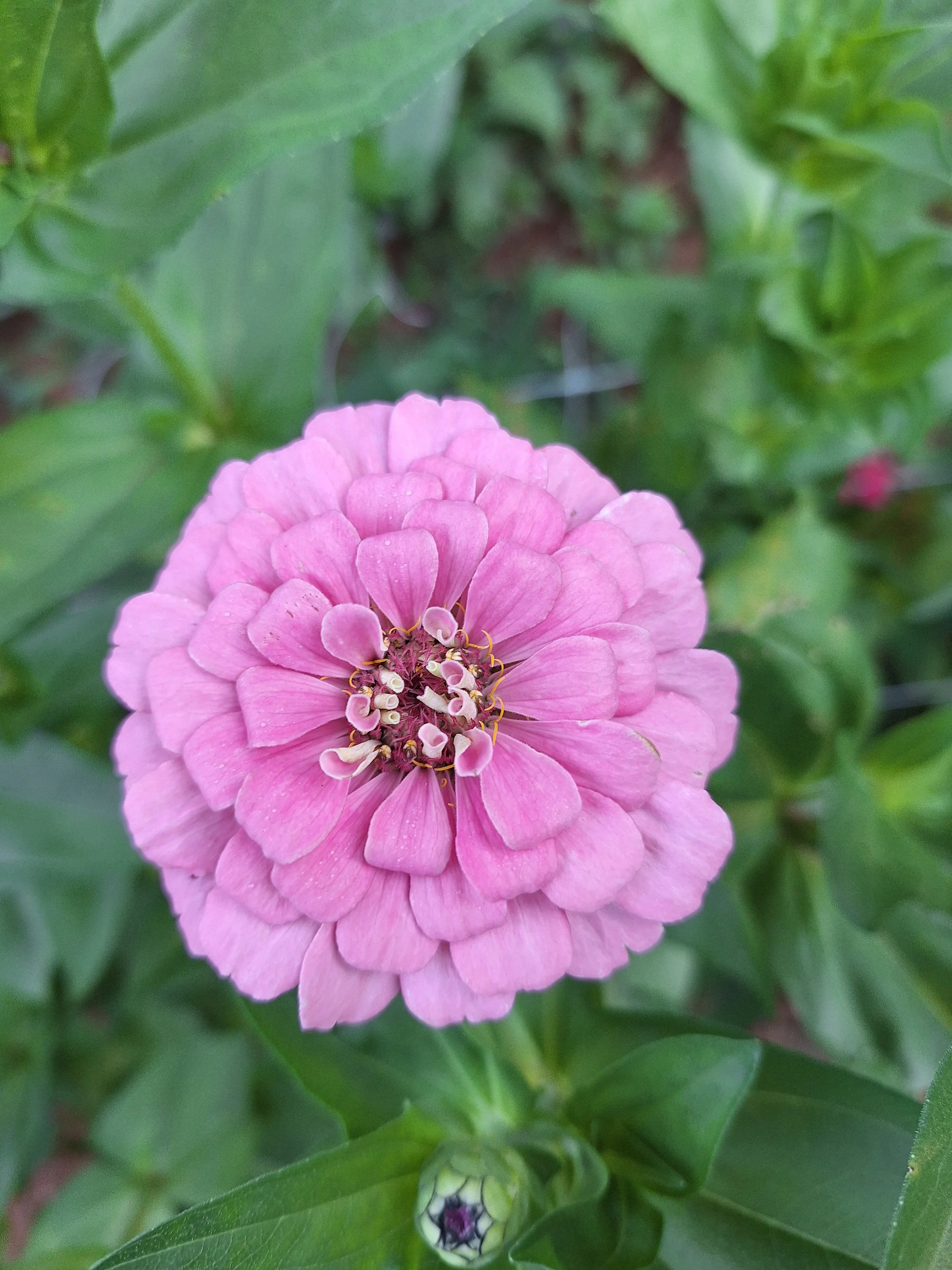 Close-up of a pink zinnia flower with layered petals and a dark center, surrounded by green leaves.