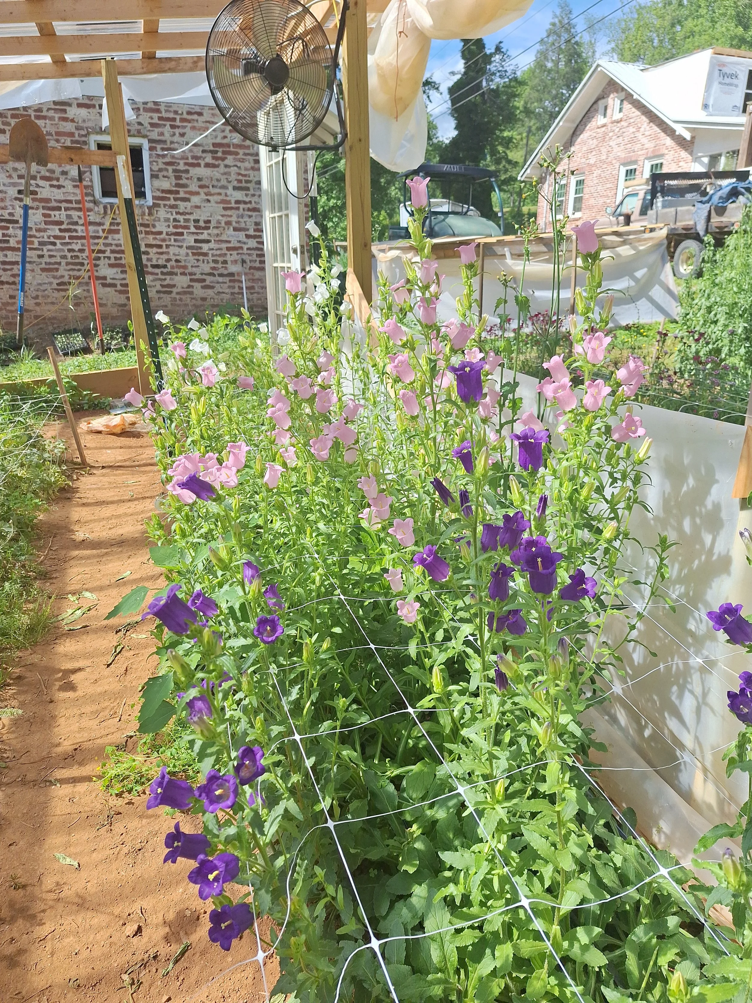 A garden with purple and pink flowers supported by a white grid and a dirt pathway beside it, under a wooden structure with a large ceiling fan, with houses and trees in the background.
