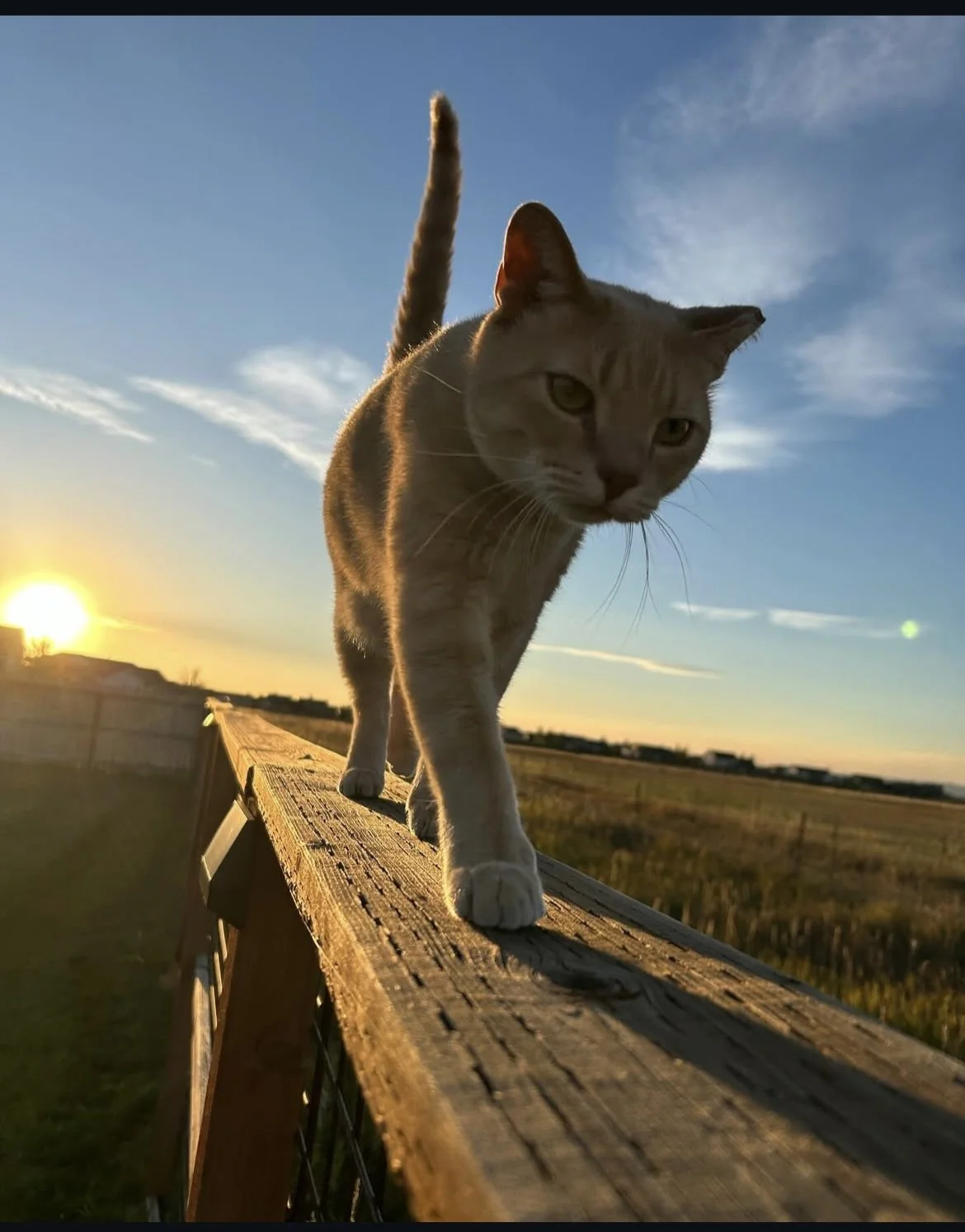 A ginger cat walking on a wooden fence during sunset in a rural area.