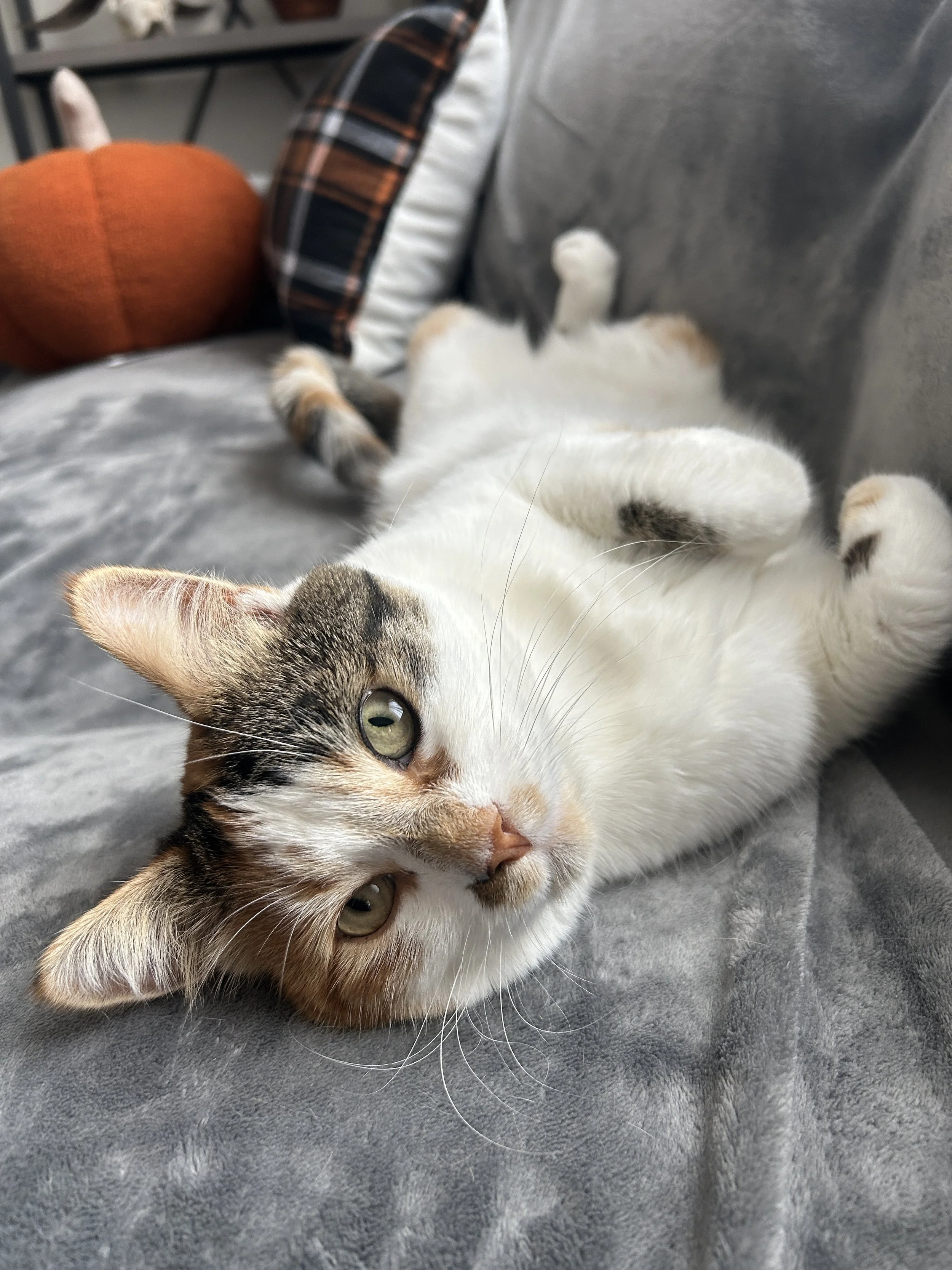 A calico and white cat lying on a grey blanket with its head tilted towards the camera, with green eyes and part of its face and paws visible. In the background, a pumpkin is partially visible.