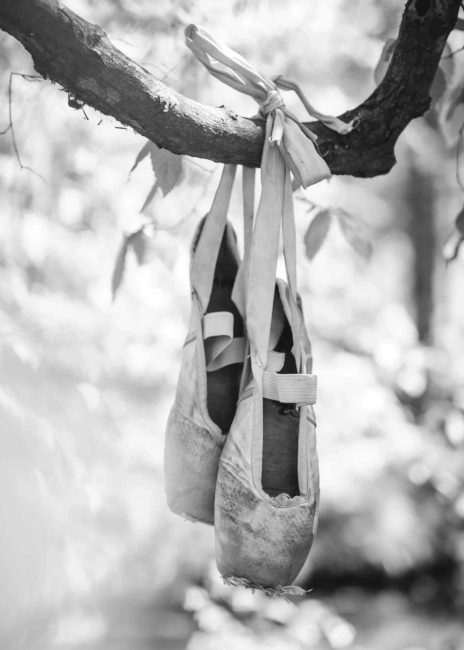 A black and white photo of a tree branch with pointe shoes tied it in, hanging down.