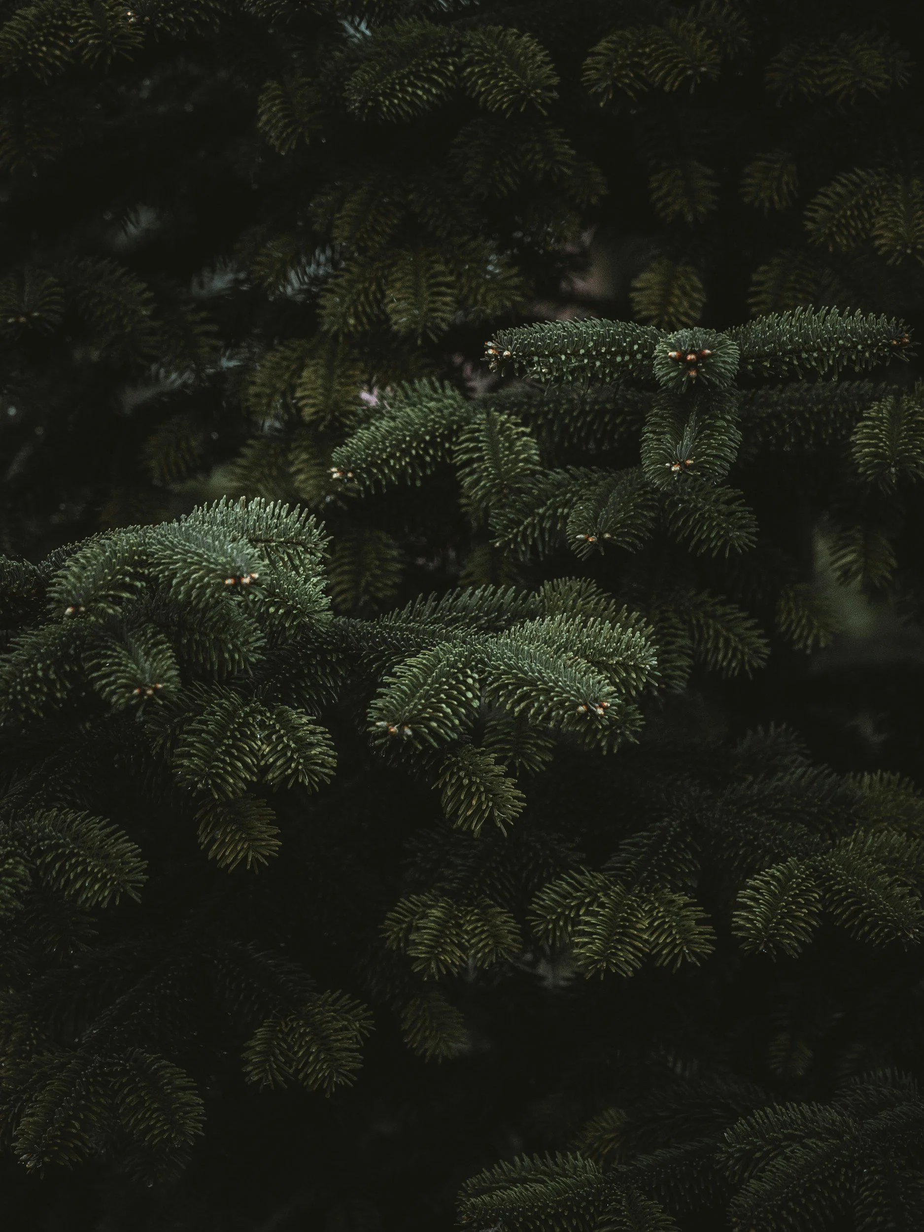 Close-up of green pine tree branches with needles.