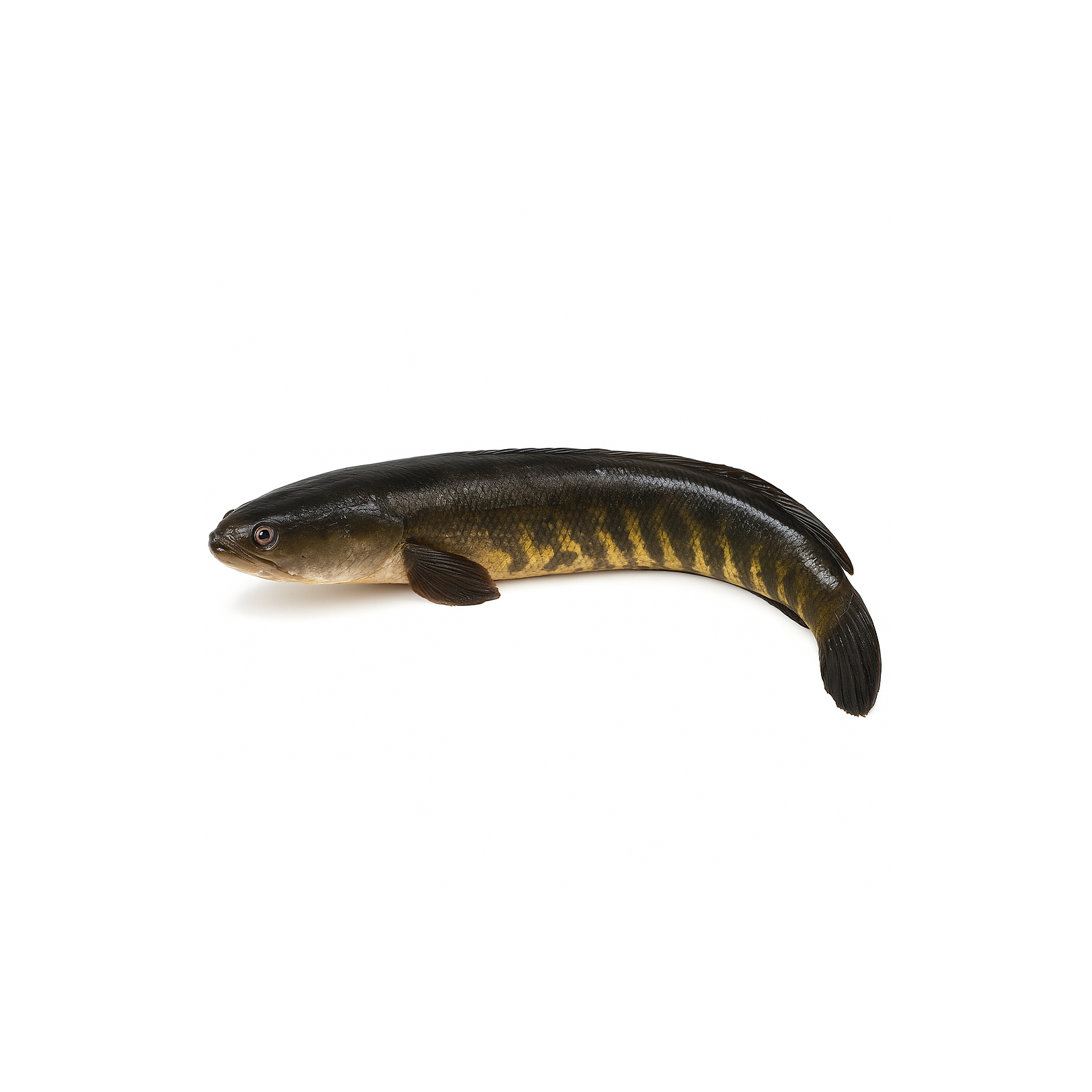 Shoil Fish  ~2 kg [$/lbs]