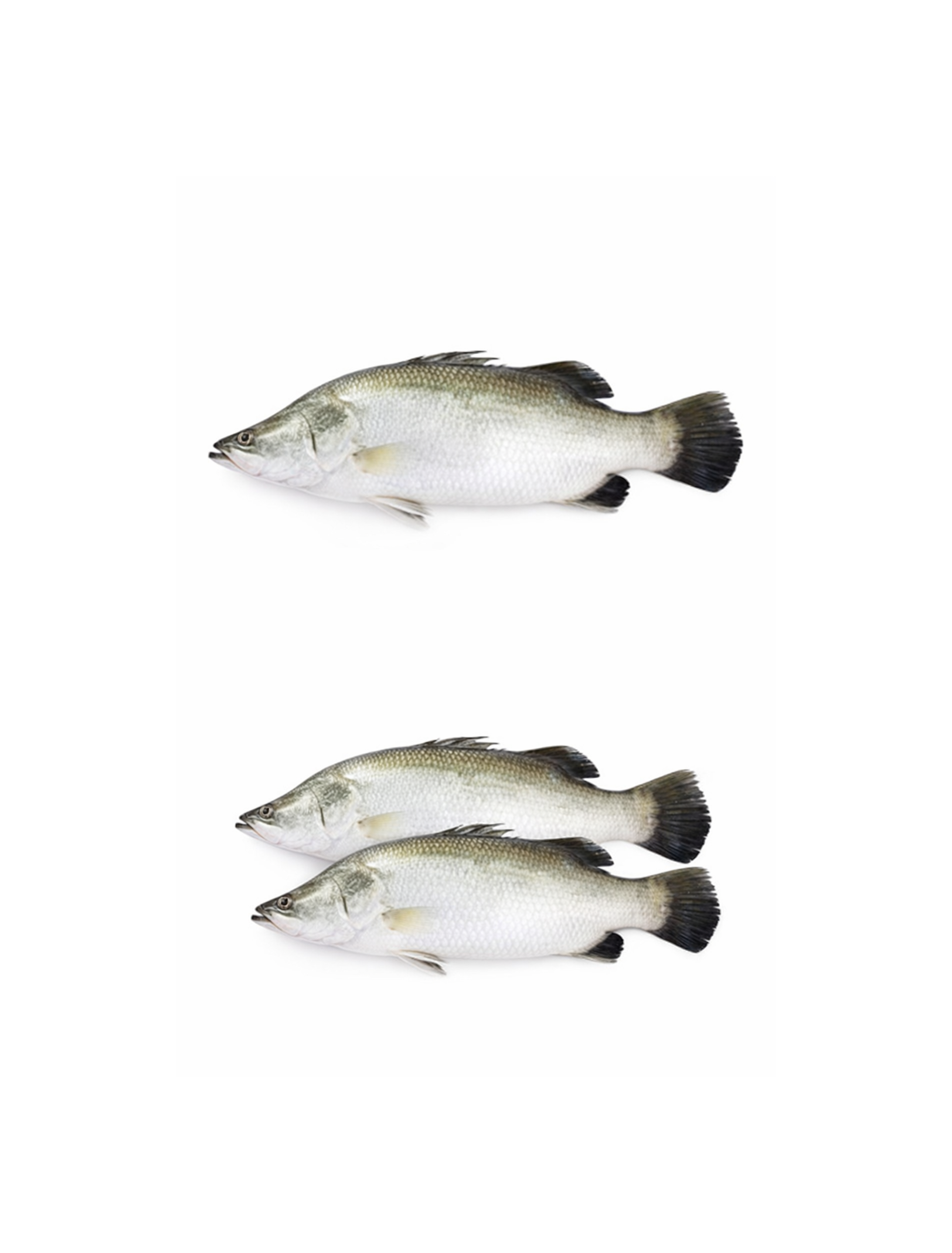 Koral Fish  (~3kg) [$/lbs]
