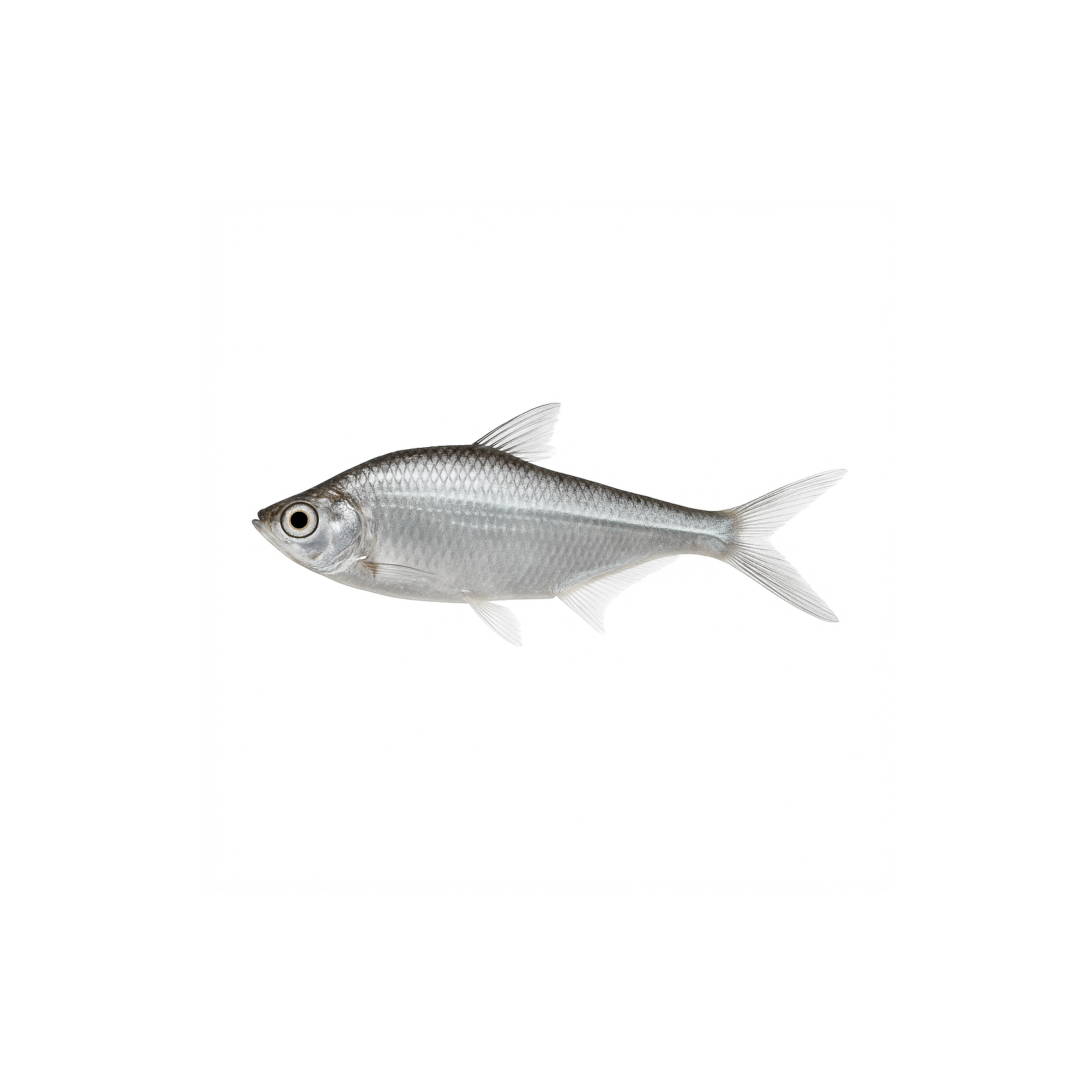Block Chelapata Fish 500g