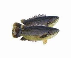 Block Koi Fish  500g