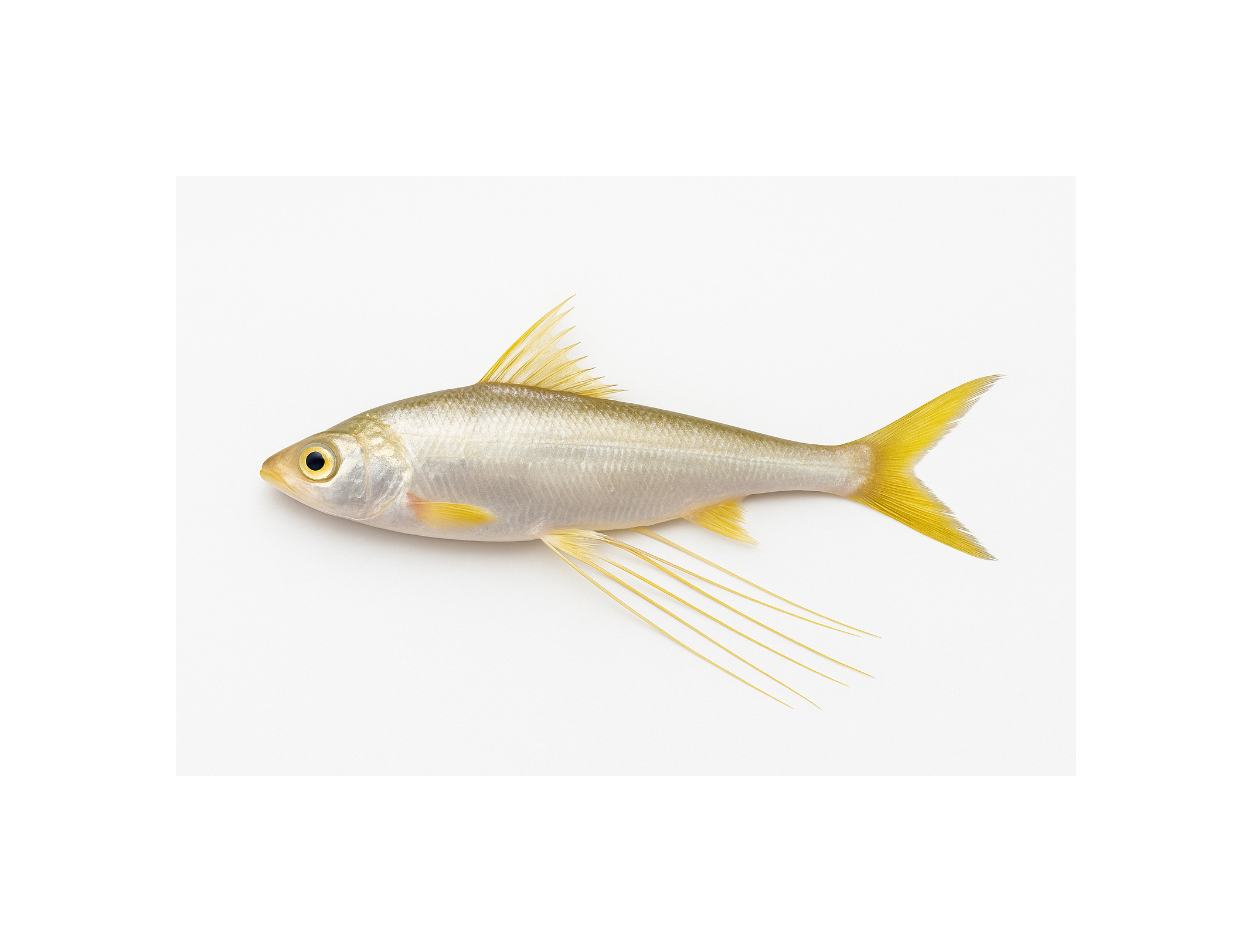 Block Taposhi Fish  500g