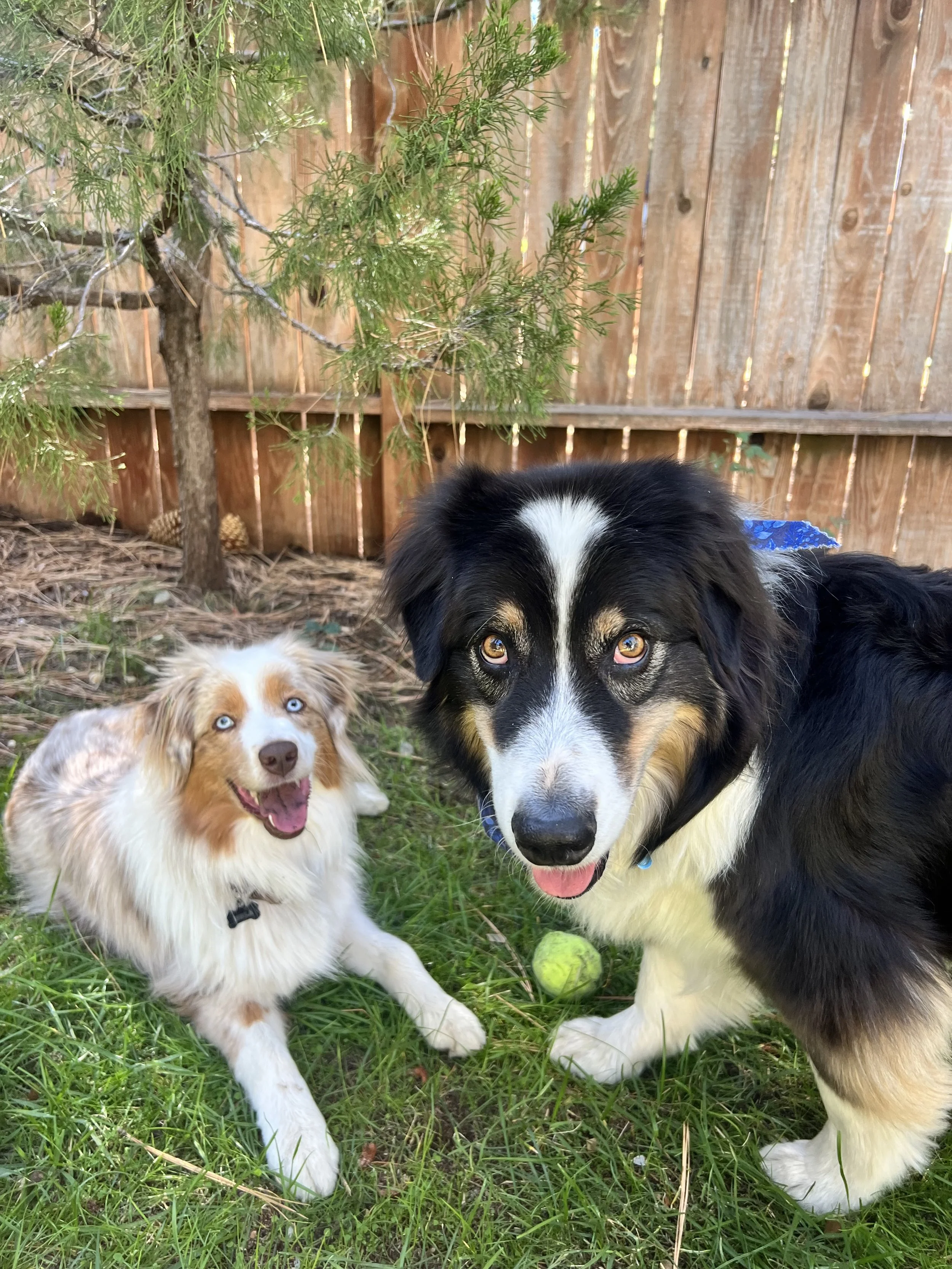 Two dogs, one small with light fur and blue eyes and one large with black and white fur, are outdoors on grass in front of a wooden fence. The larger dog has a tennis ball between its paws.