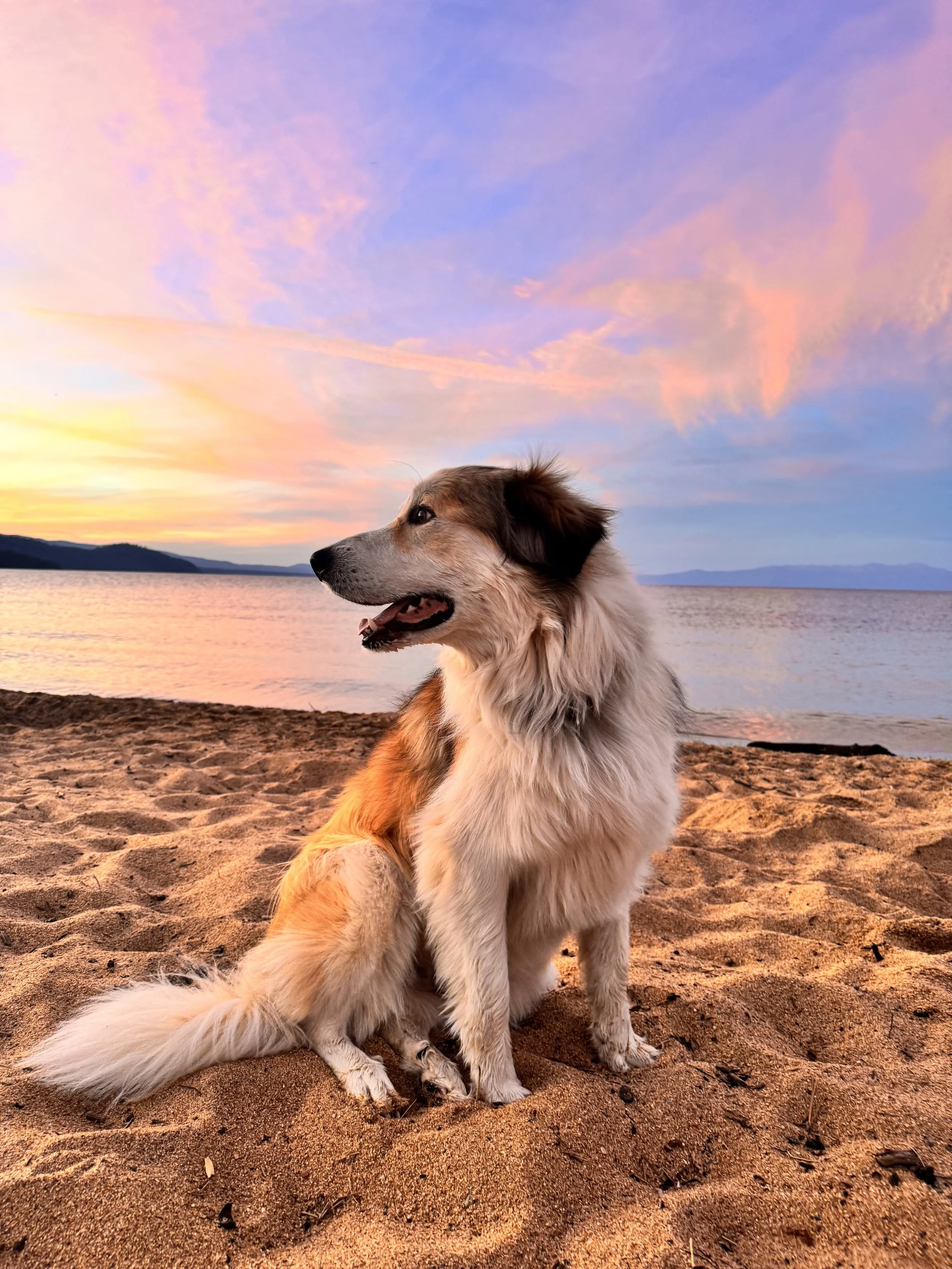 A dog sitting on sandy beach at sunset with colorful sky and water in the background.