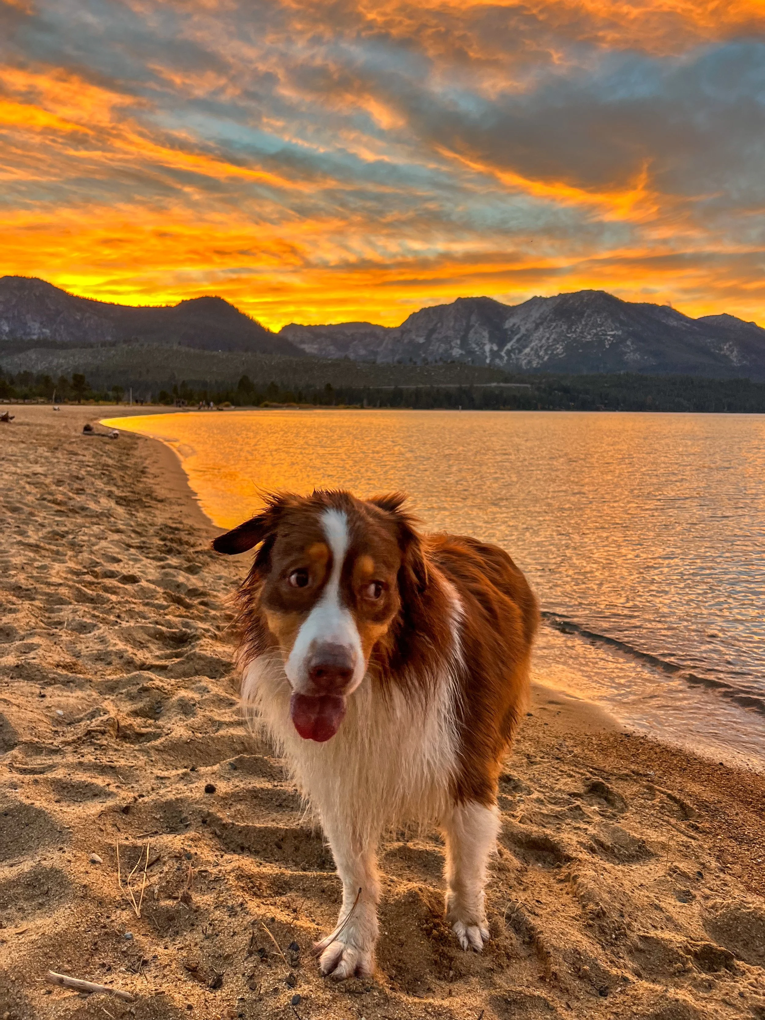 A dog standing on a sandy beach at sunset with colorful clouds, mountains, and a body of water in the background.