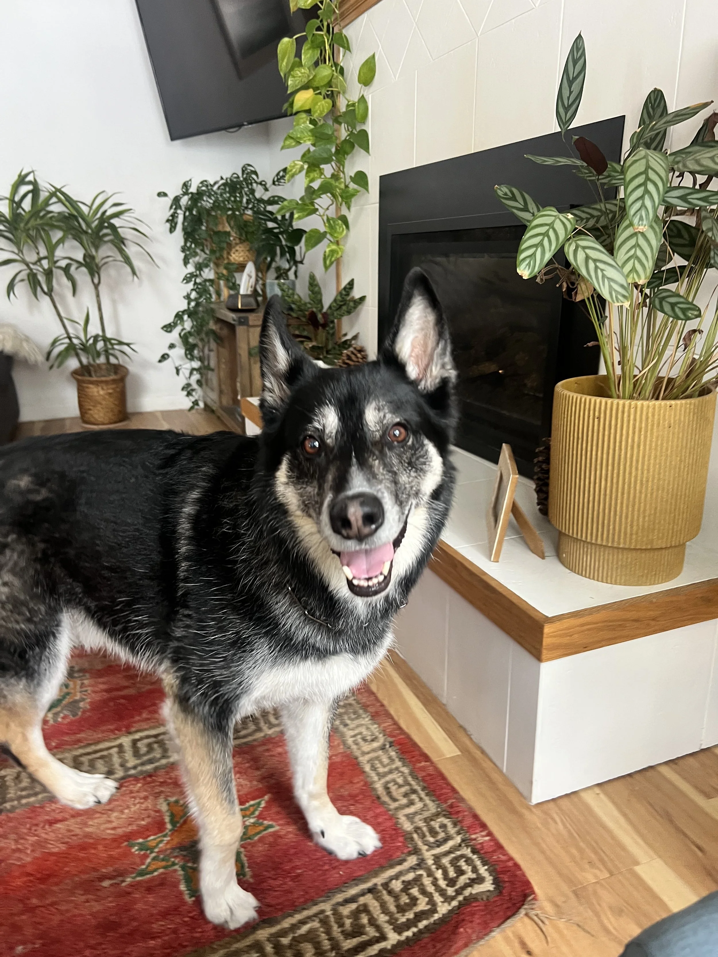 Smiling mixed breed dog with black, white, and gray fur standing on a decorative red rug in a living room with potted plants, a fireplace, and a wall-mounted television.