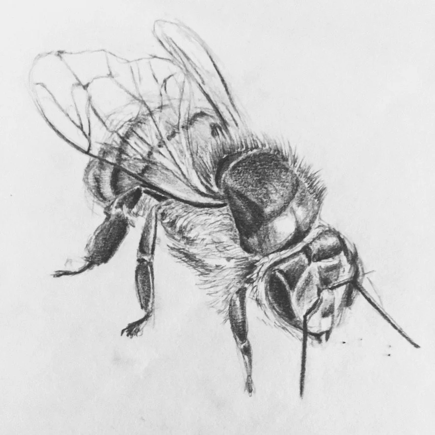 Detailed pencil sketch of a honey bee, showing its wings, head, eyes, antennae, and legs.