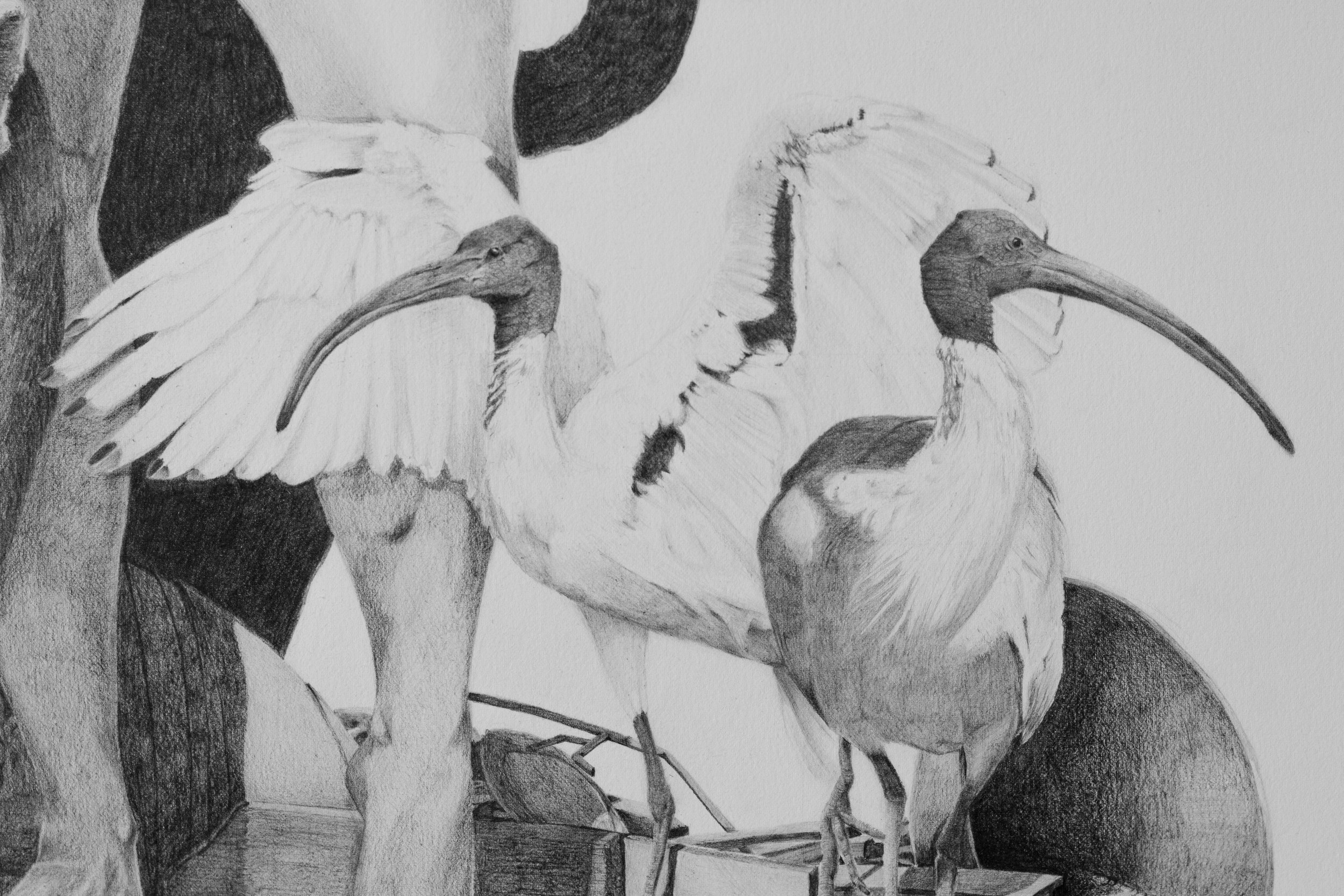All My Secrets Are Ghosts Now [Detail]. 2025. Graphite on paper. 101.6 x 64.8 cm.