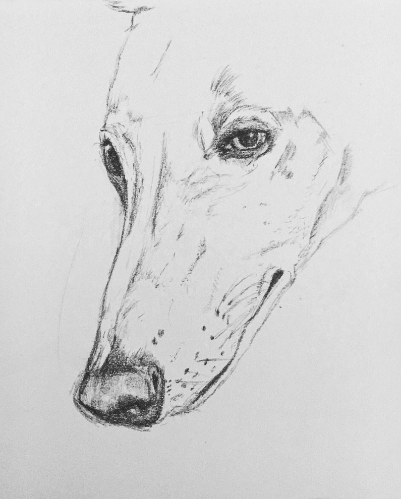 Pencil sketch of a dog's face, focusing on the nose, eyes, and facial features.