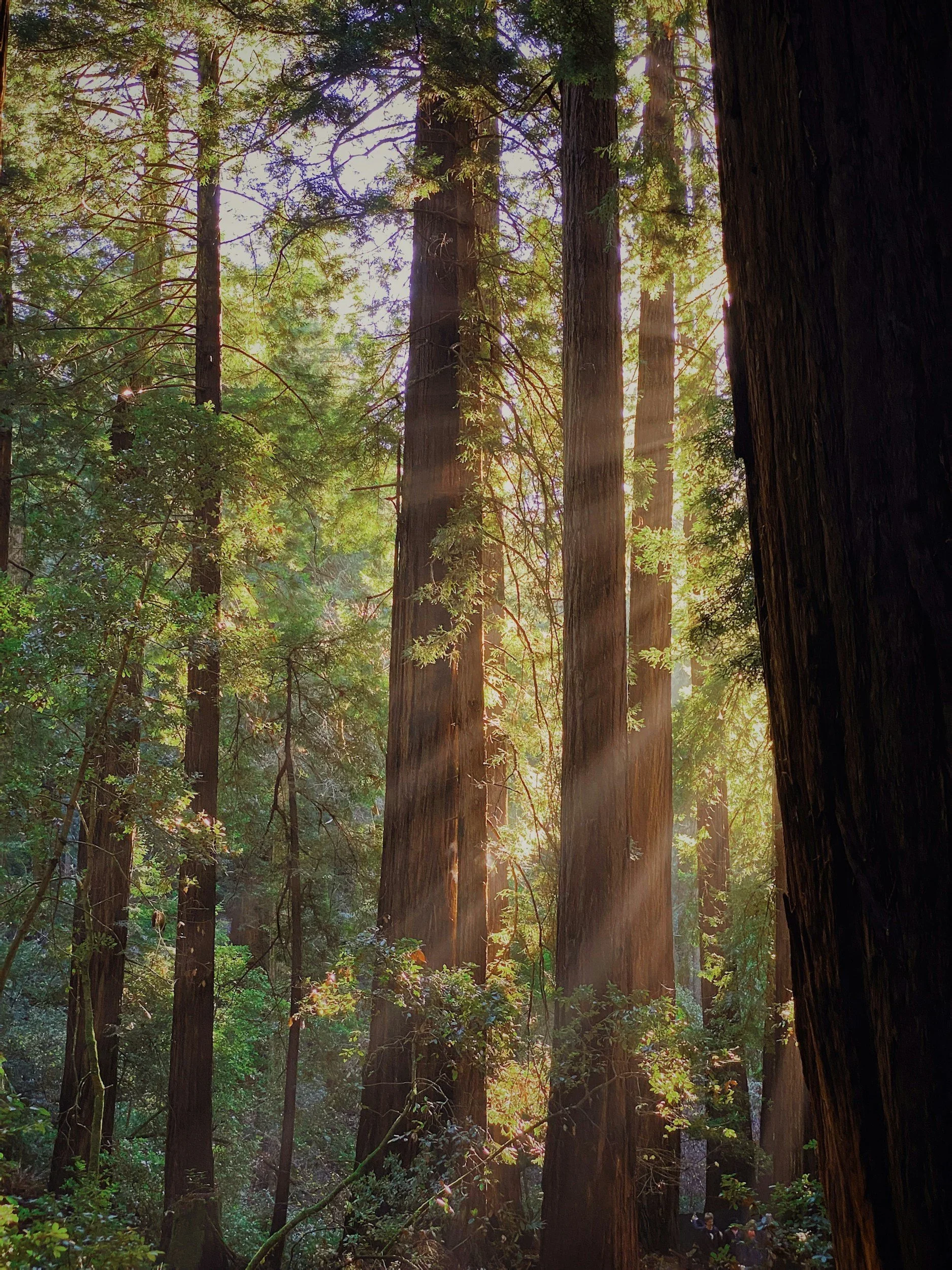 Sunlight filtering through tall redwood trees in a dense forest.