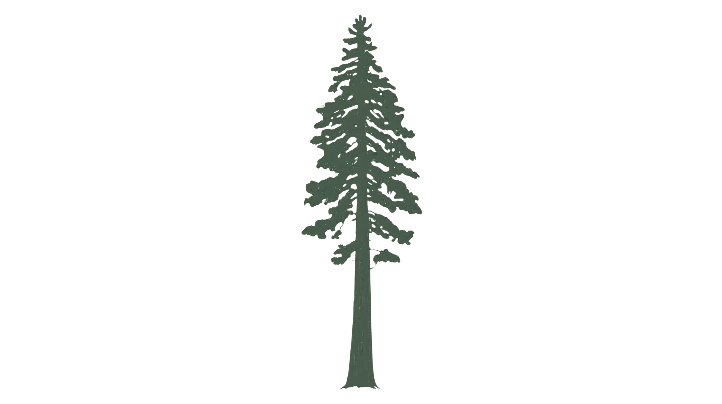 A digital illustration of a tall redwood tree.