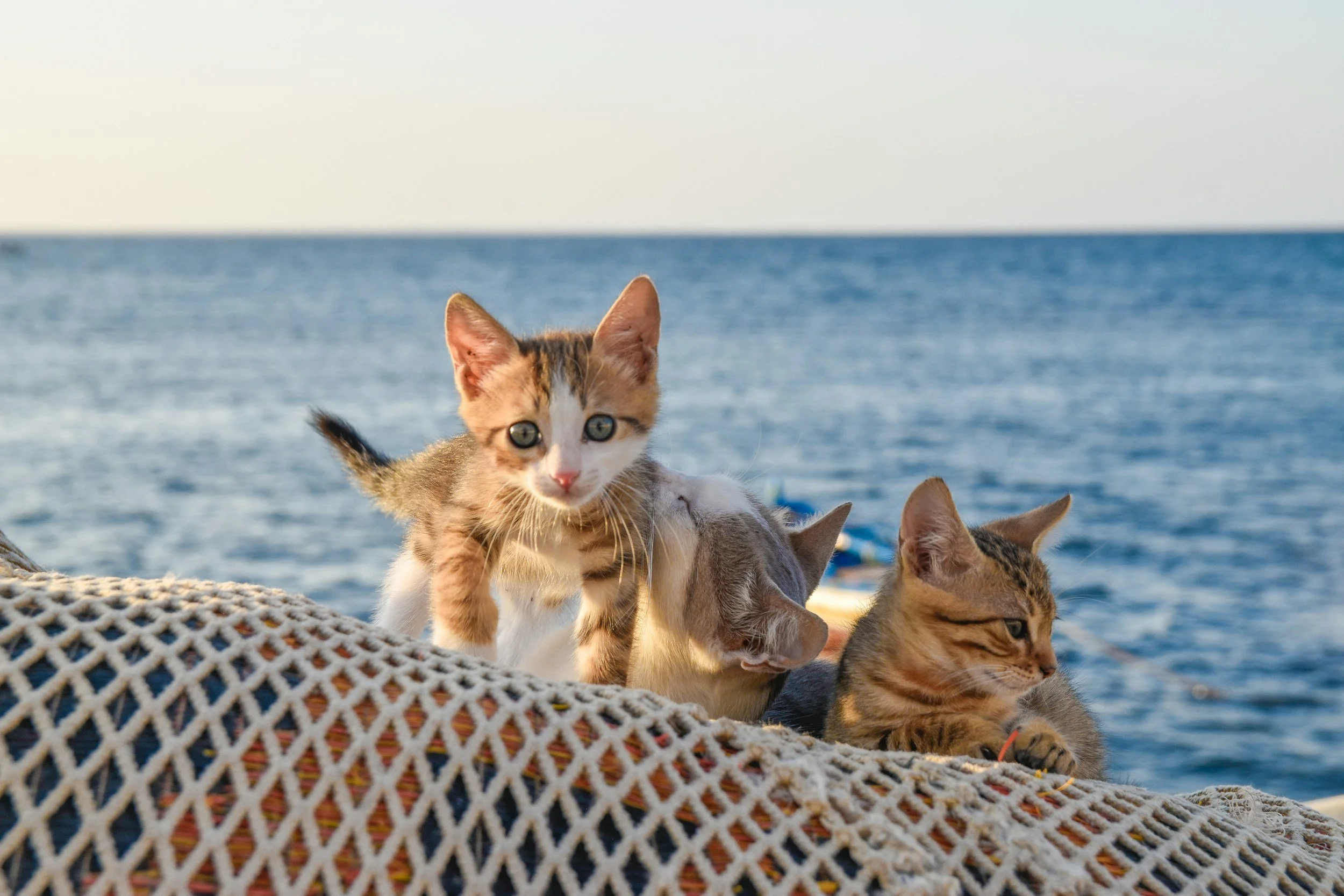 Three kittens on a woven blanket near the ocean during sunset.