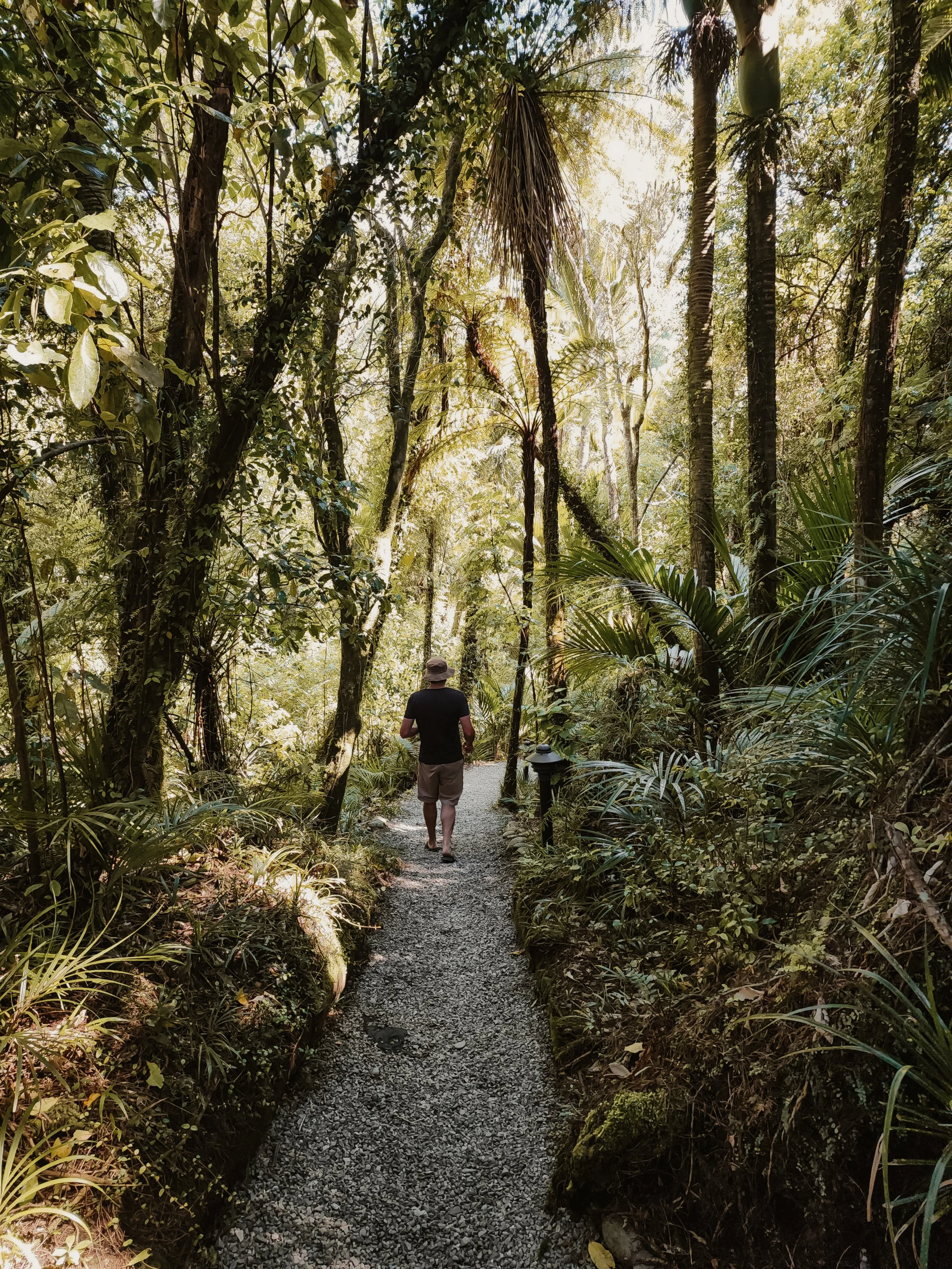 Why New Zealand’s Ancient Forests Might Be the World’s Most Powerful Pharmacy