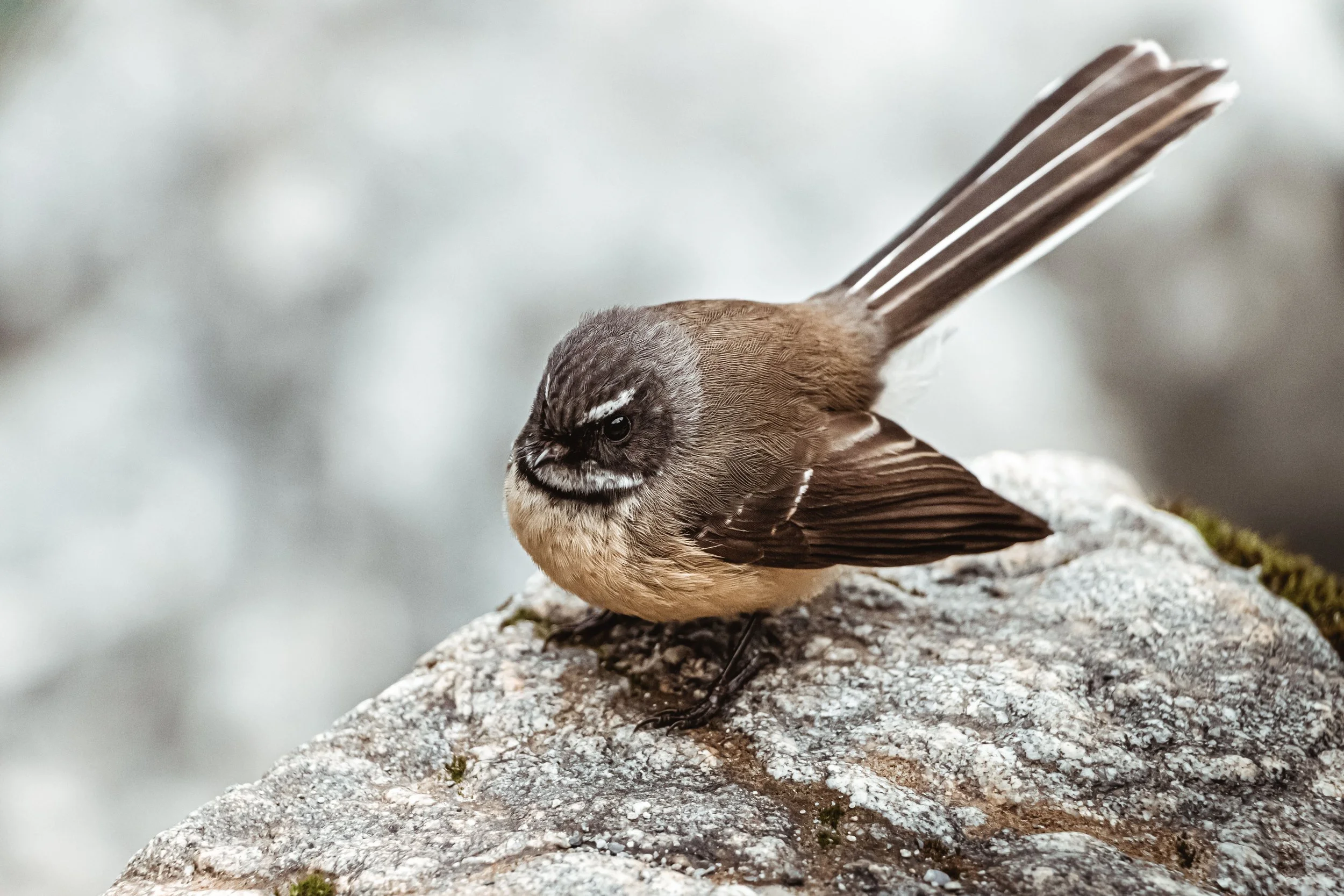 Why do we become so interested in birds in midlife?