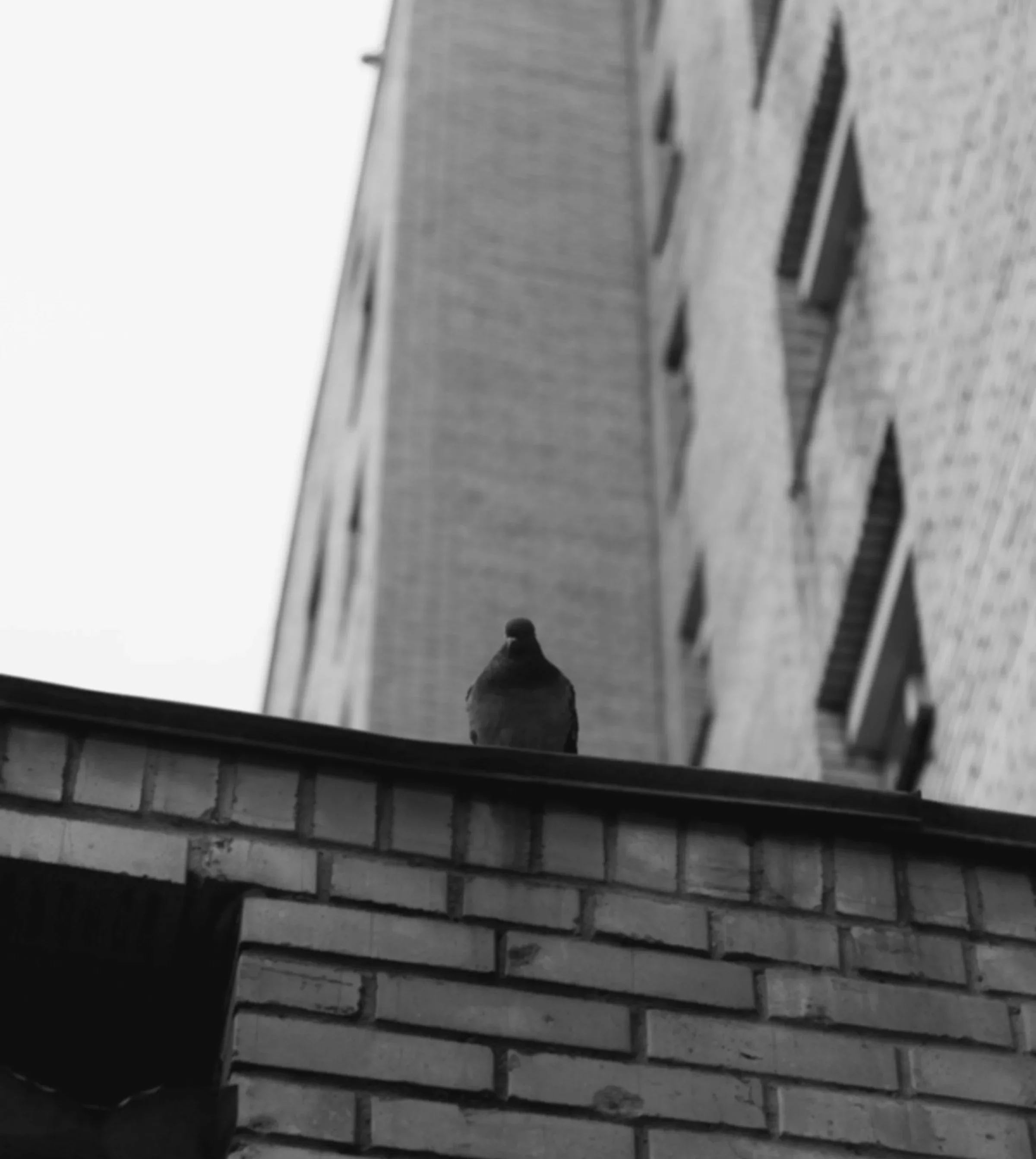 Black and white photo of a pigeon perched on a brick ledge with a tall building in the background.