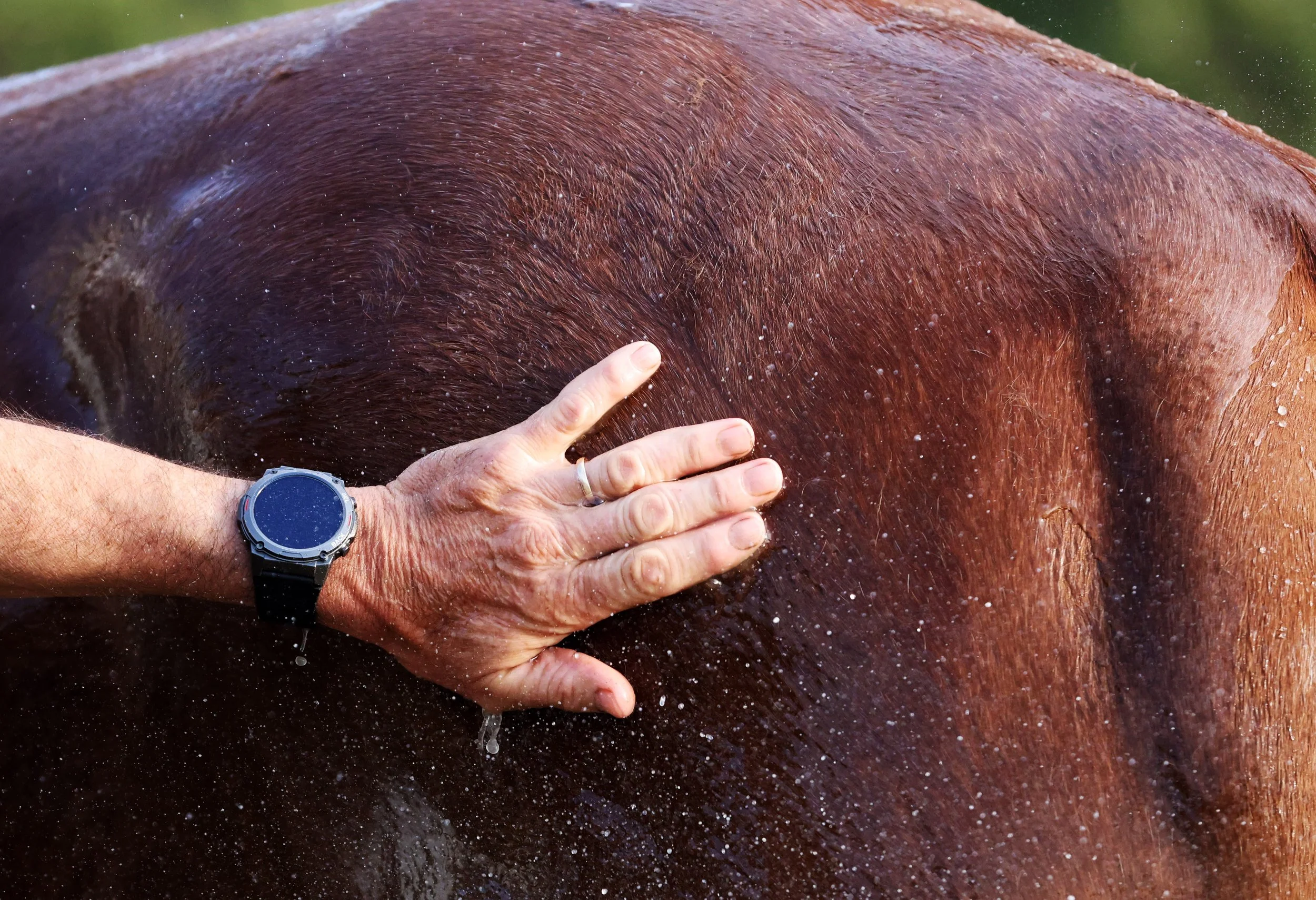 Jockey Richard Boucher washes his horse Forever Hopeful as he gets ready for the day to race in the Carolina Cup.