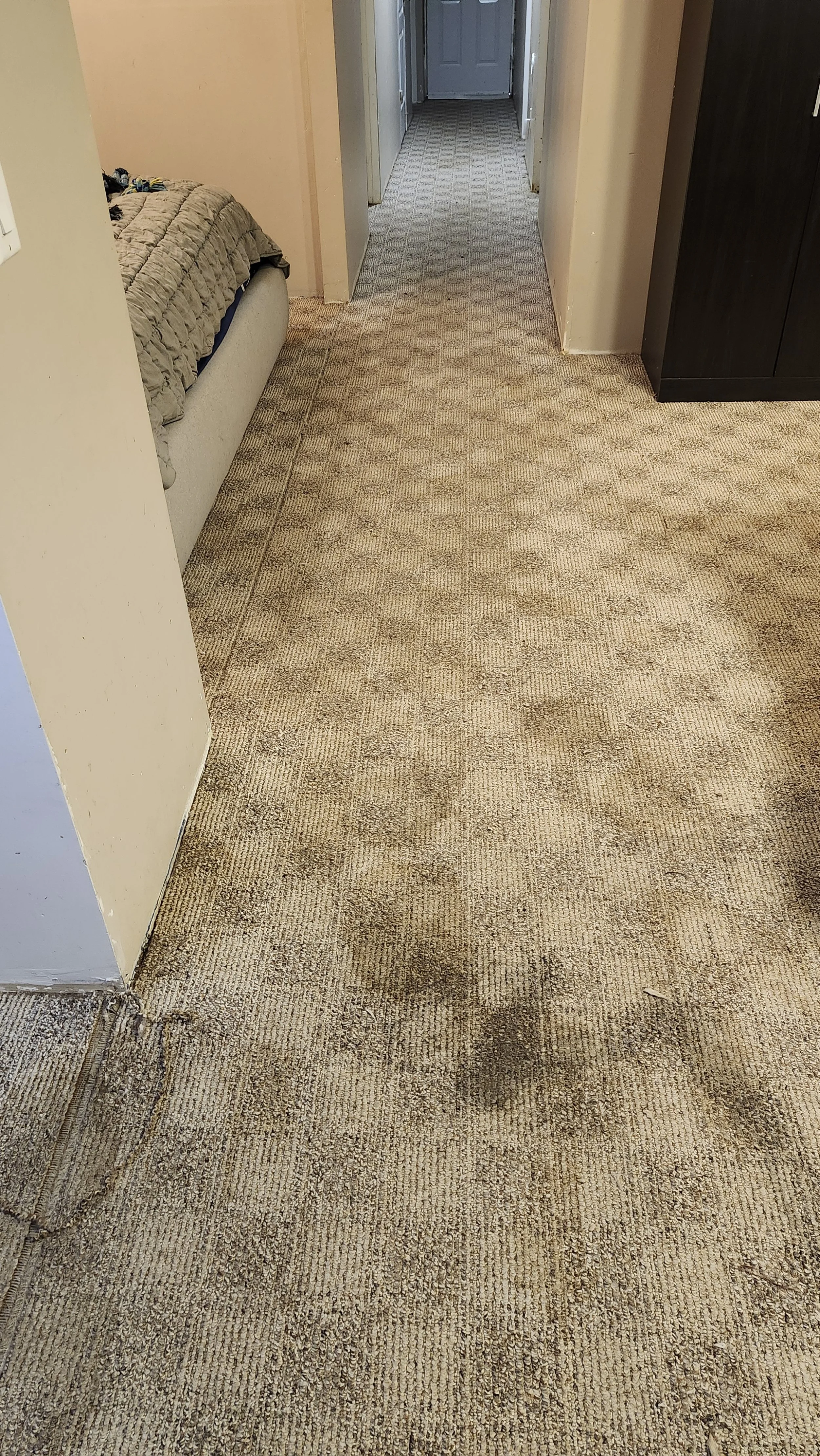 the before photo of dirty carpet in a basement