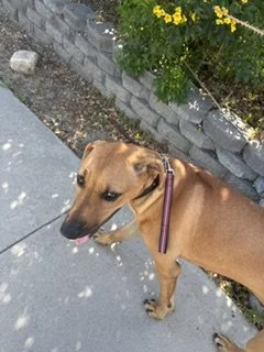 Dog Training