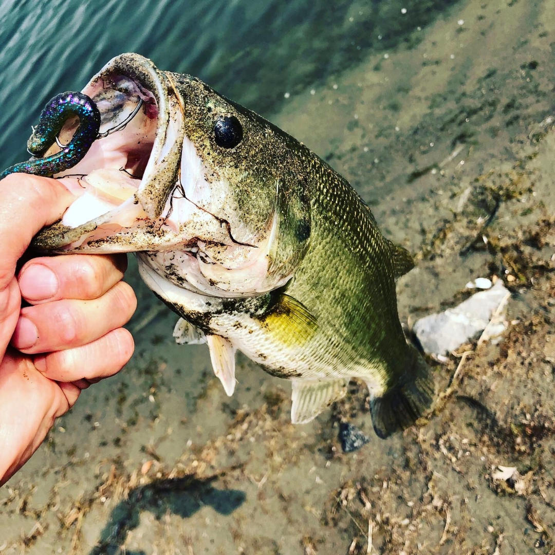 A person holding a largemouth bass caught near a shoreline, with a fish hook and a colorful fishing lure in its mouth.