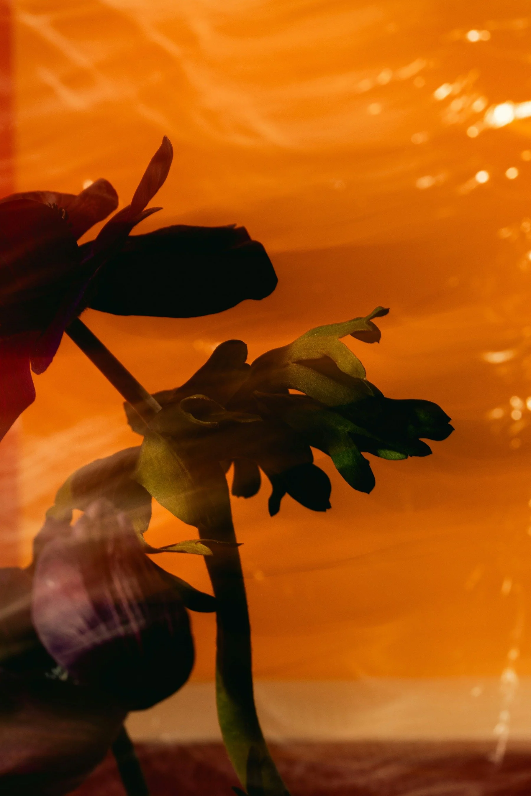 Silhouette of a flower with a sunset or sunrise in the background, creating an orange sky.