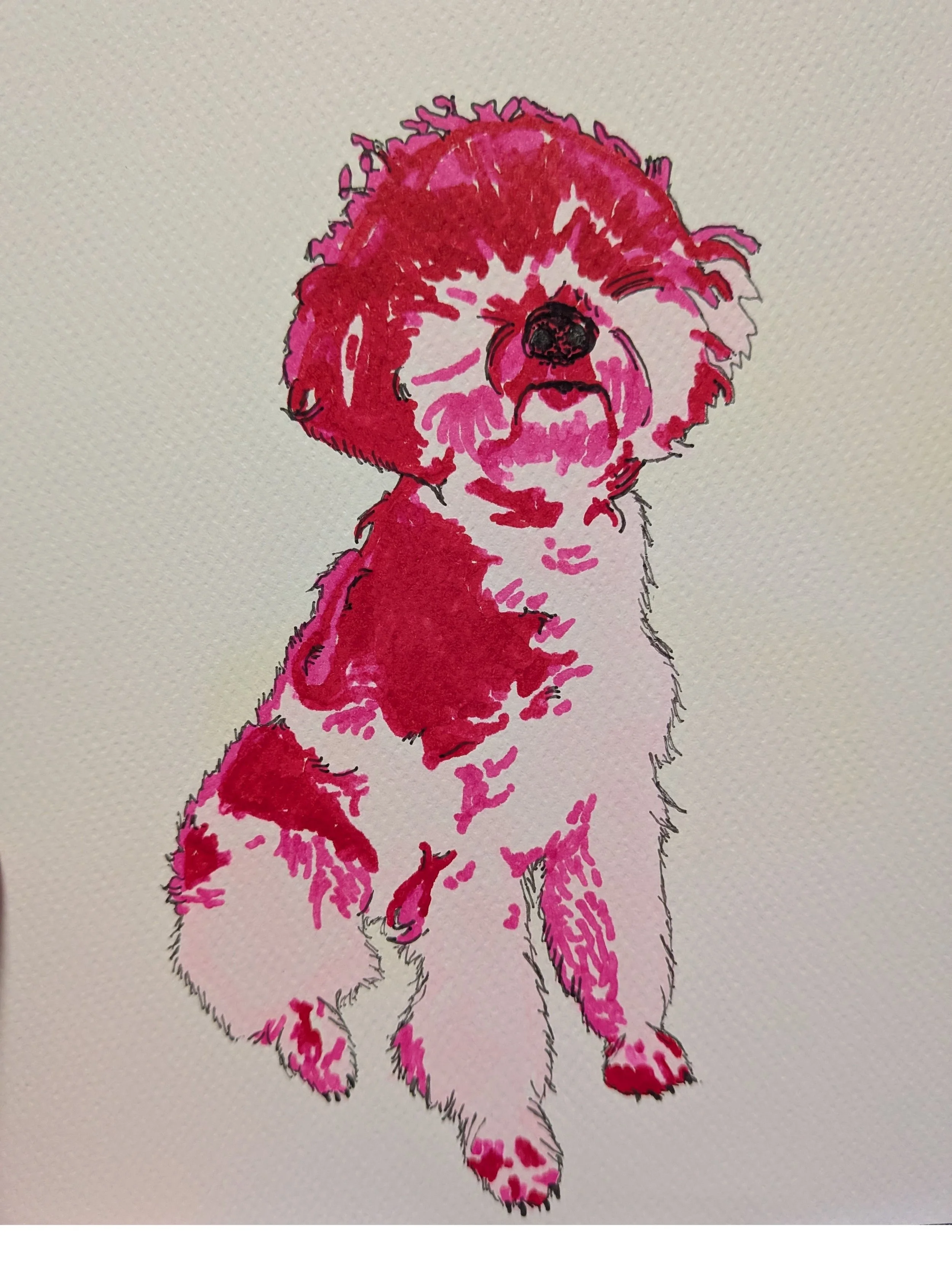 Mini Poodle_EDIT.jpg
