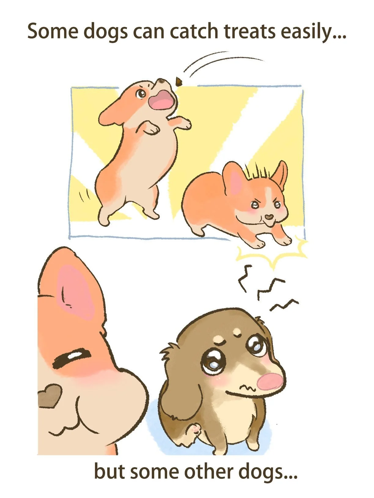 Turns out not all dogs can catch treats ! Everytime I hand feed Nilo a treat, I tend to get bitten, but if I toss it to her, Mugsy swoops in and snatches it 🤣 I wonder why Mugsy gains more weight easily than Nilo 😭❤️ #dog #dachshund #corgi #doglife