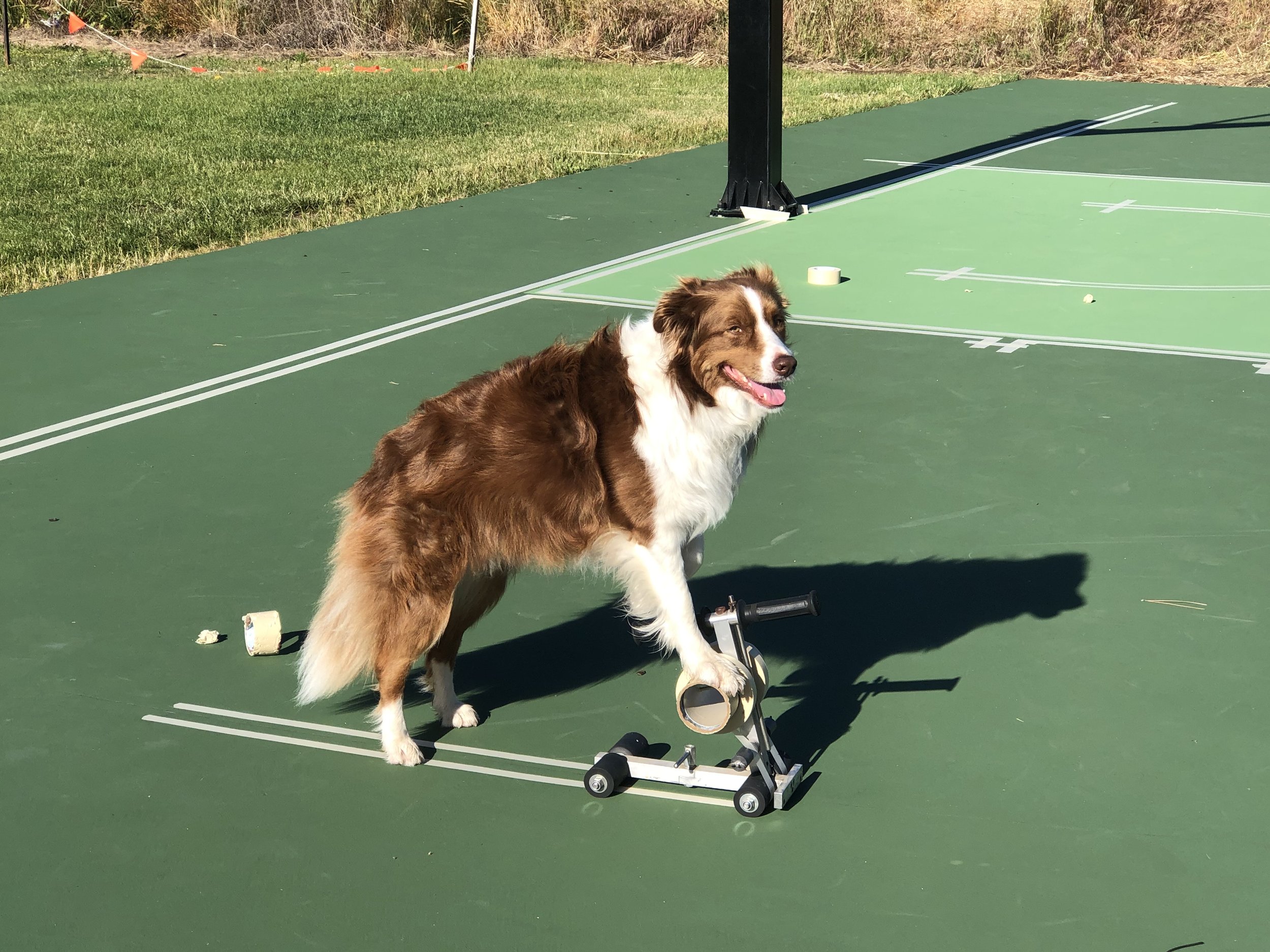 A brown and white dog on a scooter on a green outdoor sports court, with basketball lines visible.