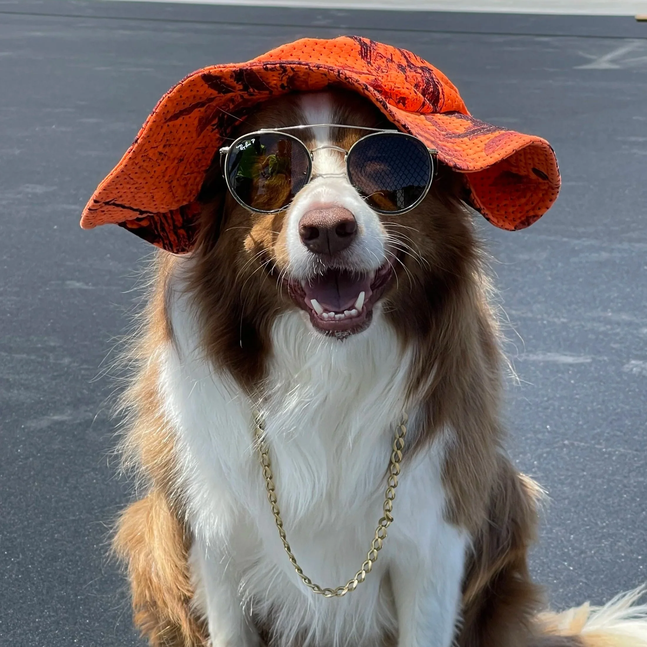A dog wearing sunglasses and a large orange sun hat, sitting outdoors on a paved surface.