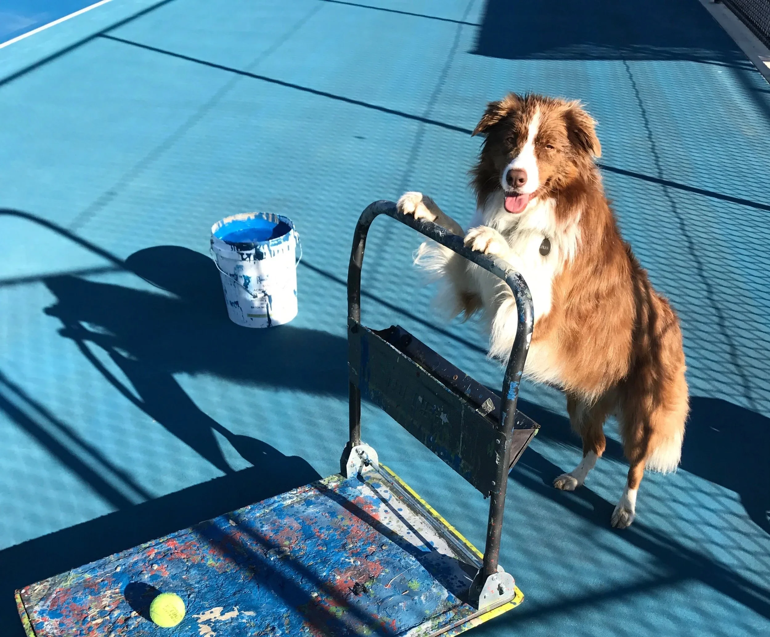 A brown and white dog standing on its hind legs with front paws on a tennis cart on a blue tennis court, next to a yellow tennis ball and a paint bucket, with a shadow cast on the court.