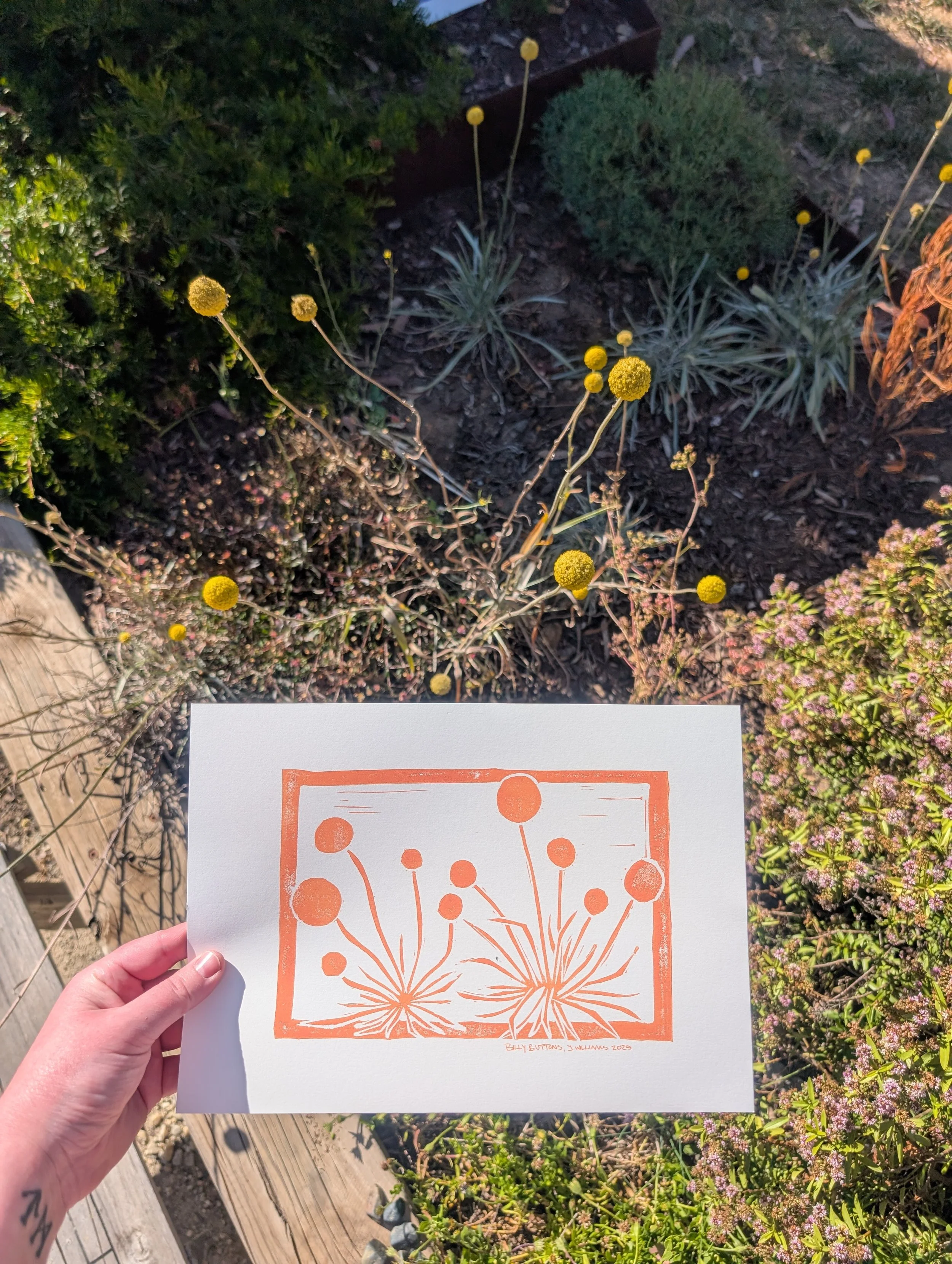 A4 Billy Button Australian Native Flower Print