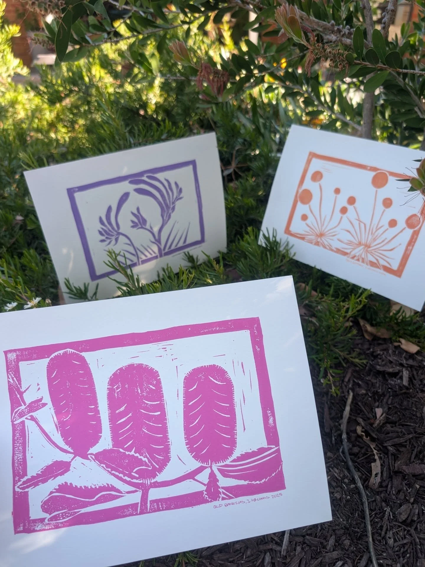 Yesterday I decided that I'll be committing 15% of the profits from my Australian Native Flower prints to @grassroots_ptr to PAY THE RENT. 

I was waiting to share these until after the National Day of Mourning because I'm not indigenous and I don't 